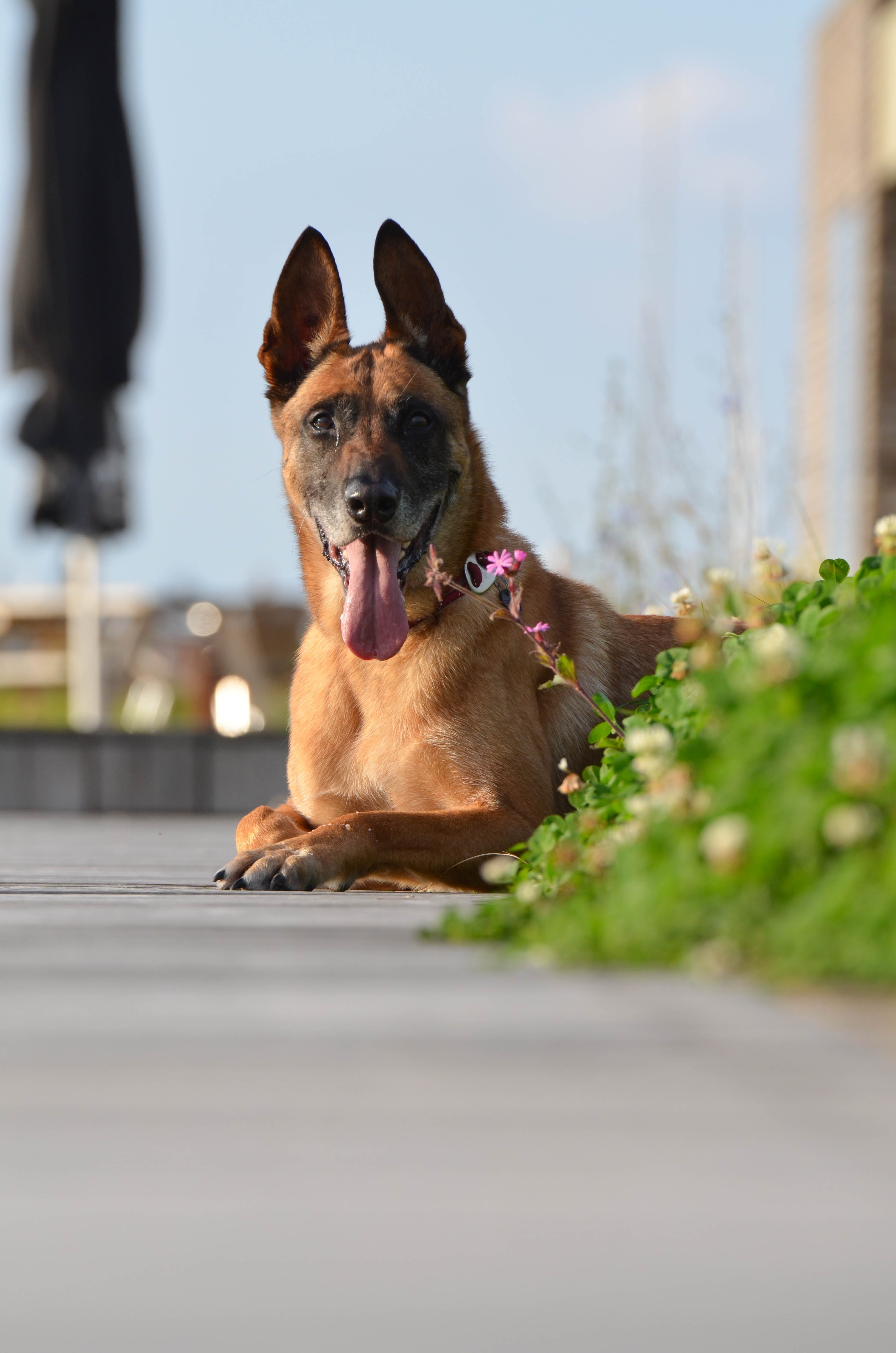 animal head, animal themes, summer, dog, no people, Terrace, Malinois, schäfer dog, purebred Dog, looking, one animal, mammal, garden, attention, animal, Phone HD Wallpaper