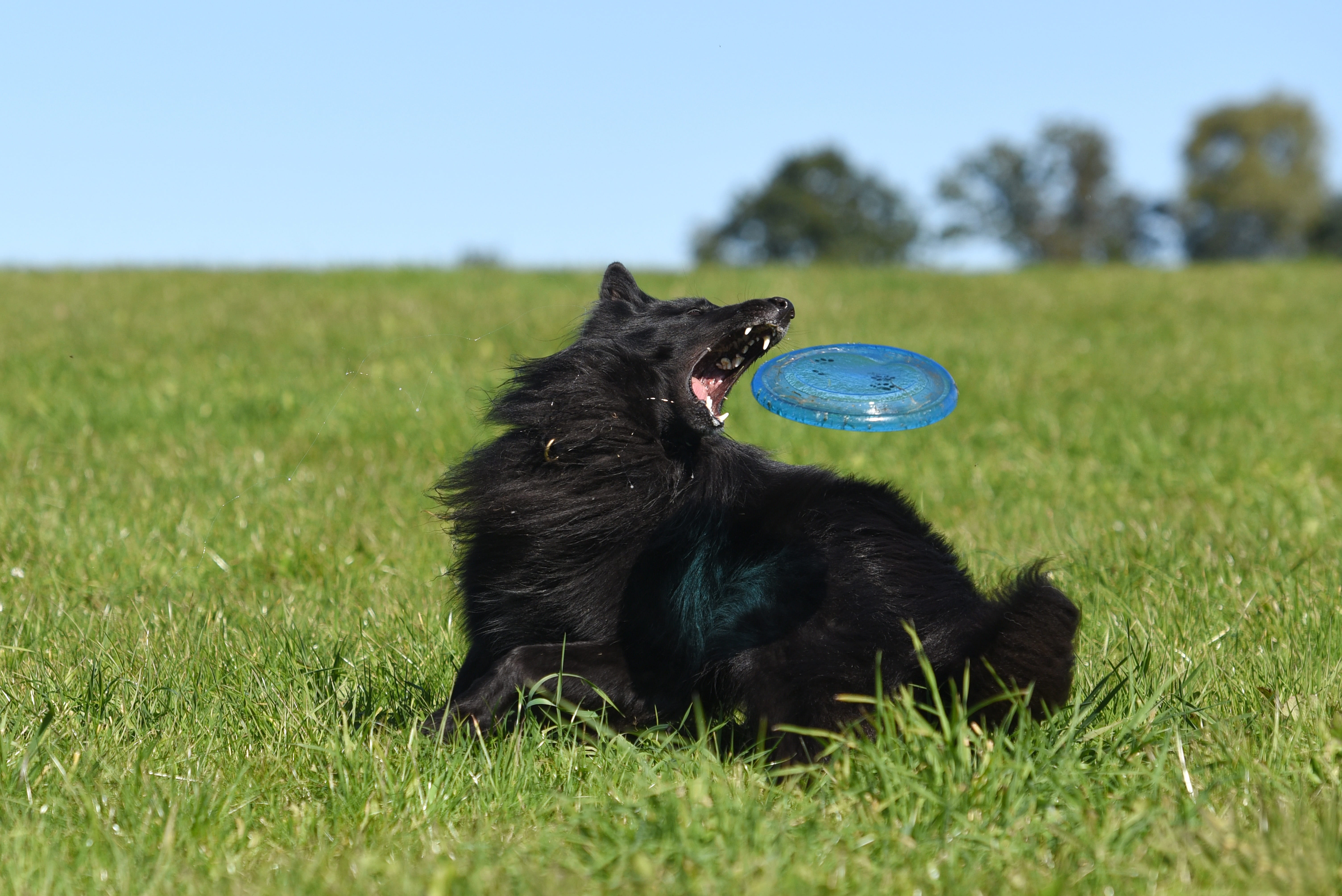 fetch, motion recording, day, black, green, schäfer dog, grass, cute, pride, fur, animal, belgian shepherd dog, no people, domestic animals, animal wildlife, HD Wallpaper