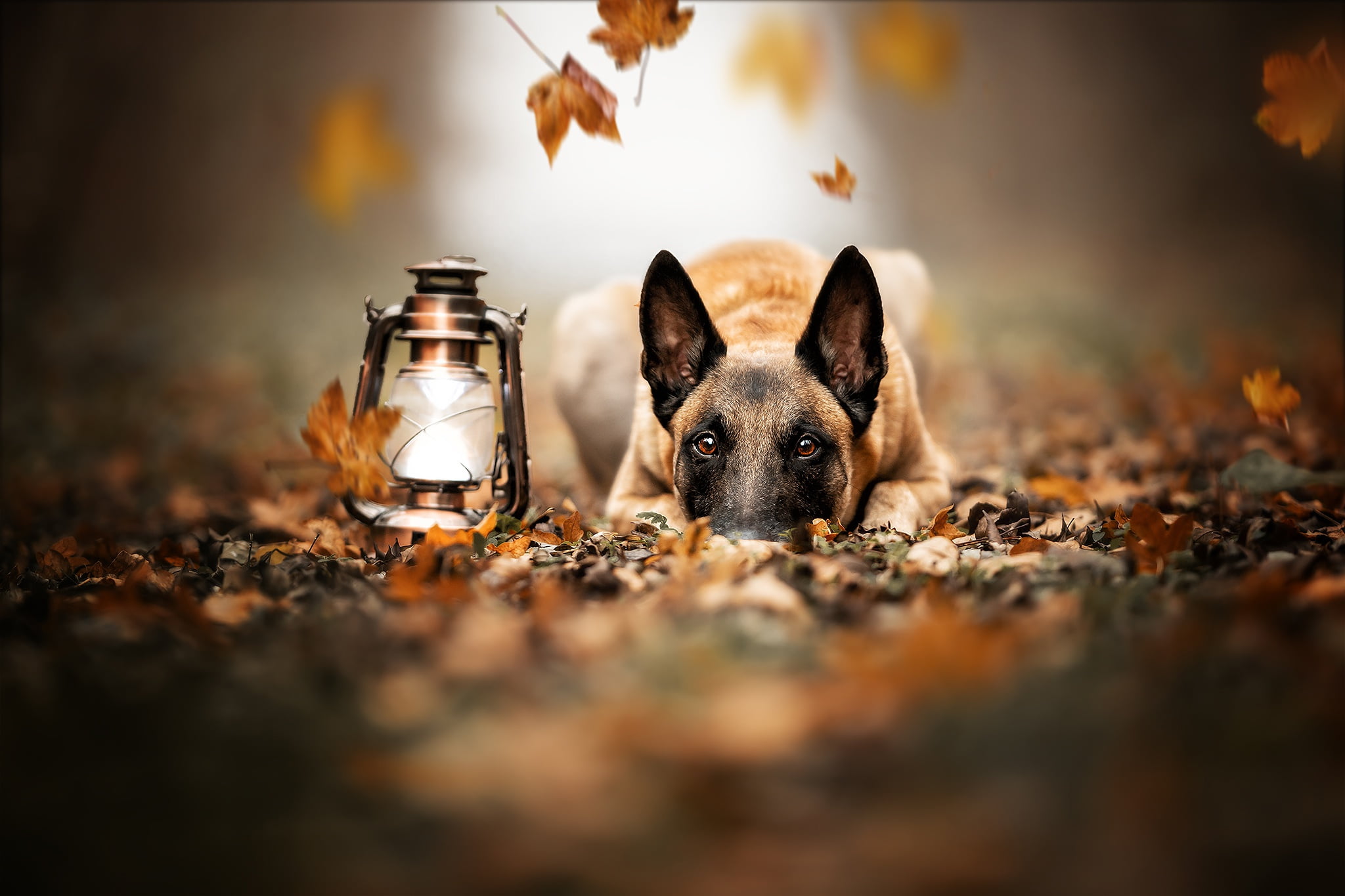 autumn, Malinois, lantern, leaves, face, 1080P, dog, Belgian shepherd, look, HD Wallpaper