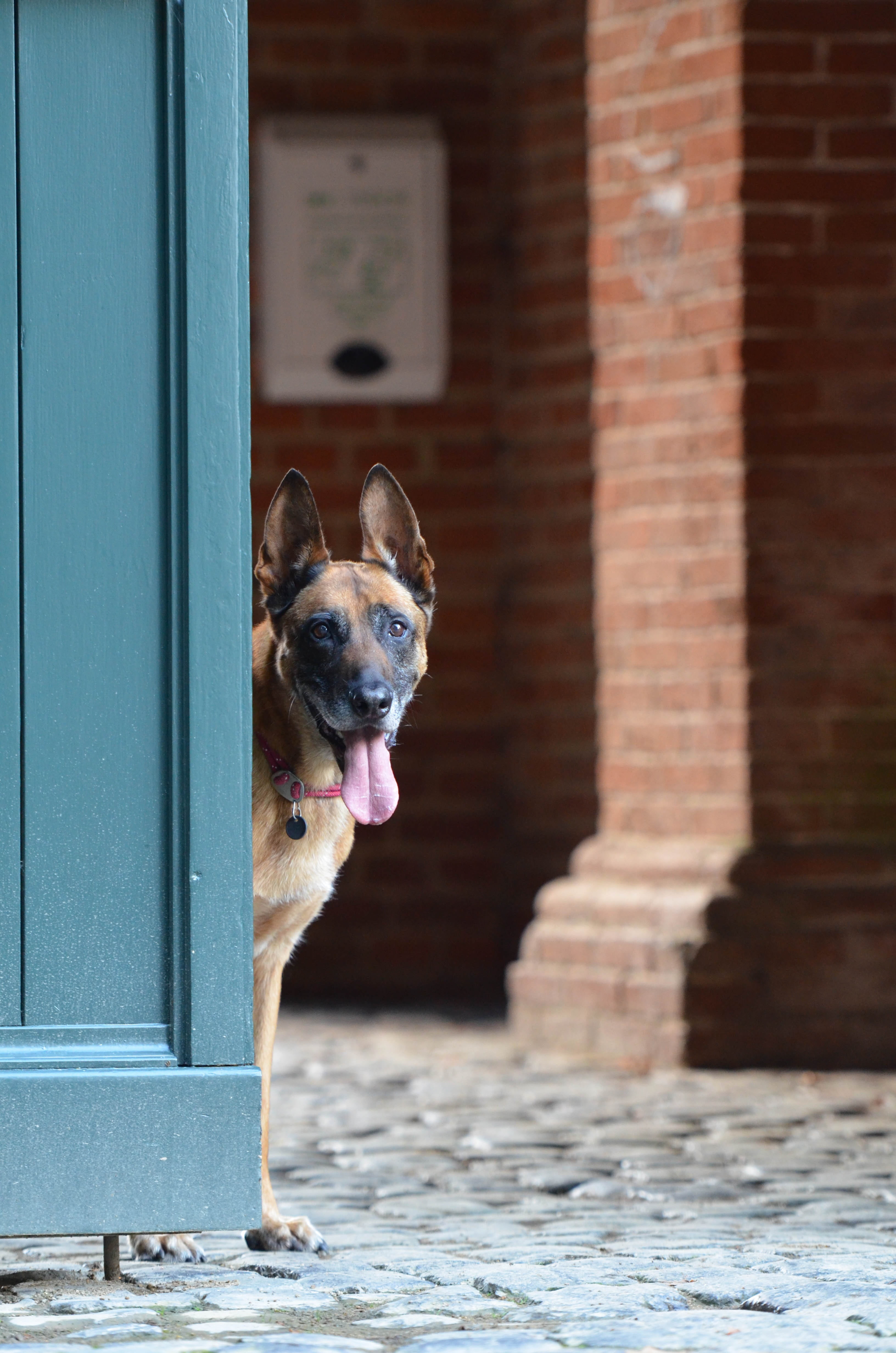 door, pets, looking, domestic, wall, vertebrate, architecture, built structure, animal themes, belgian shepherd dog, one animal, entrance, brick, building exterior, Phone HD Wallpaper