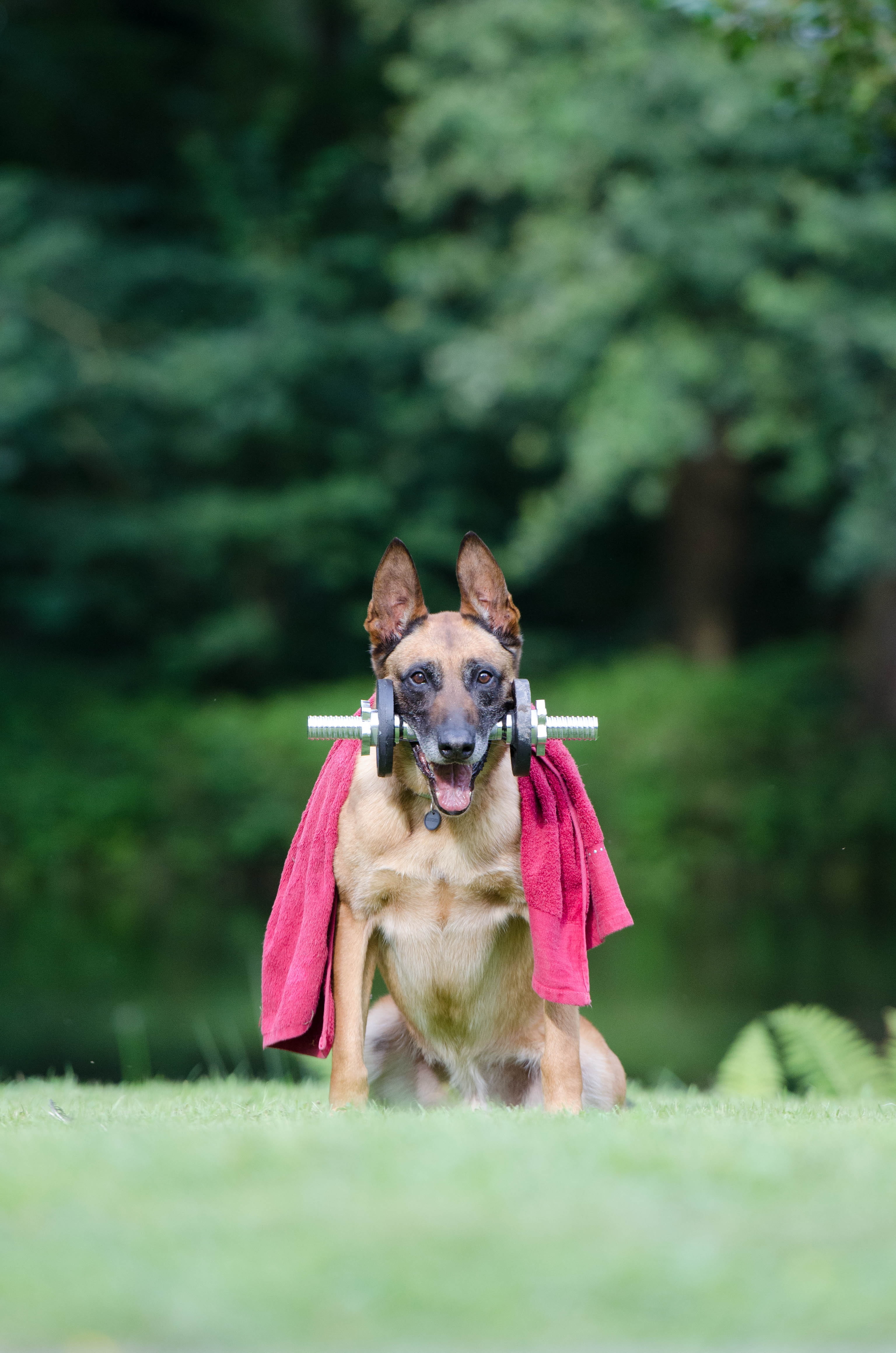 portrait, looking at camera, one animal, selective focus, nature, day, no people, small, mammal, purebred dog, plant, belgian shepherd dog, animal themes, Phone HD Wallpaper