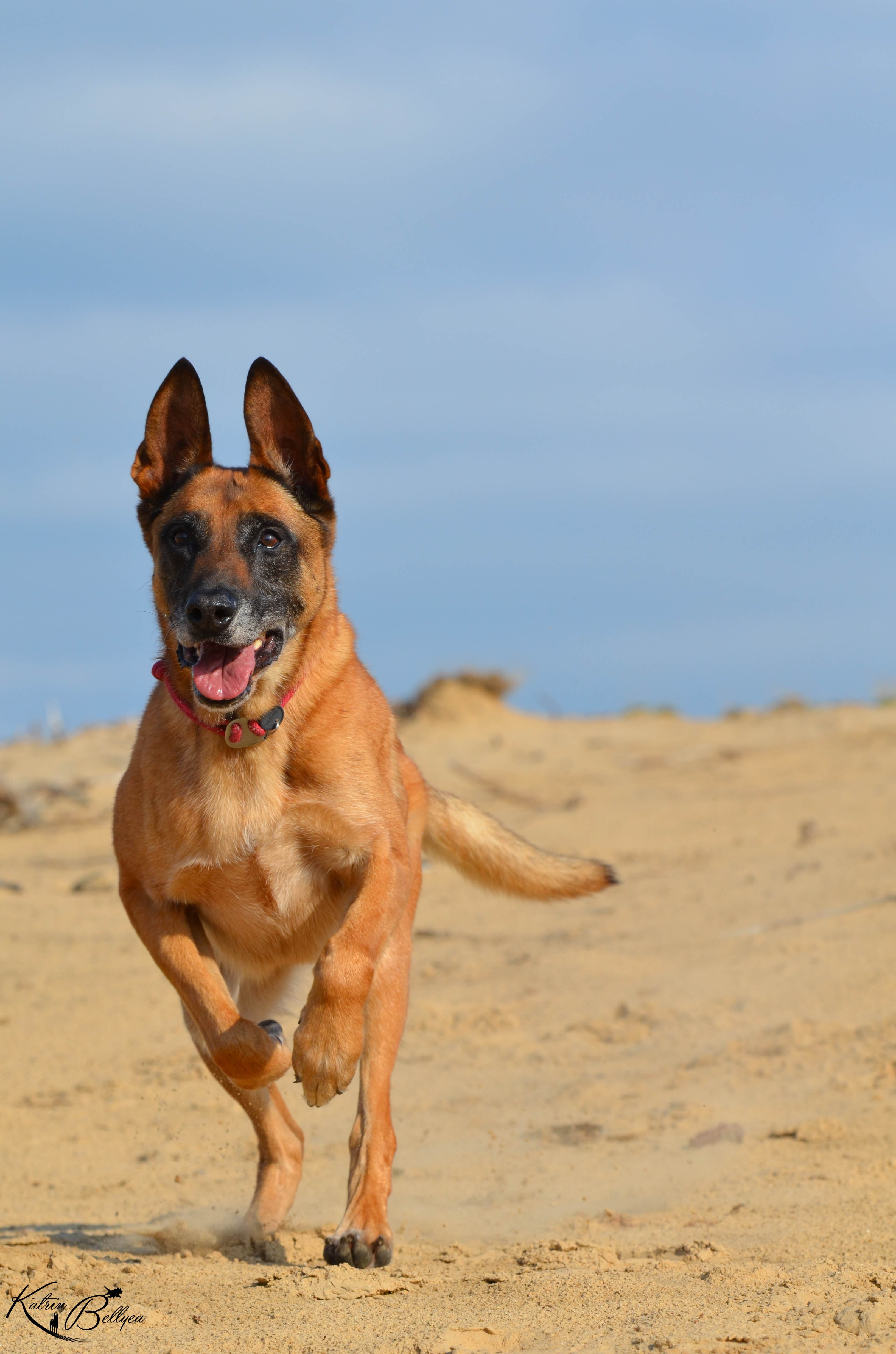 mouth, domestic, animal, domestic animals, mammal, land, panting, facial expression, pets, beach, vertebrate, one animal, sand, belgian shepherd dog, animal themes, Phone HD Wallpaper