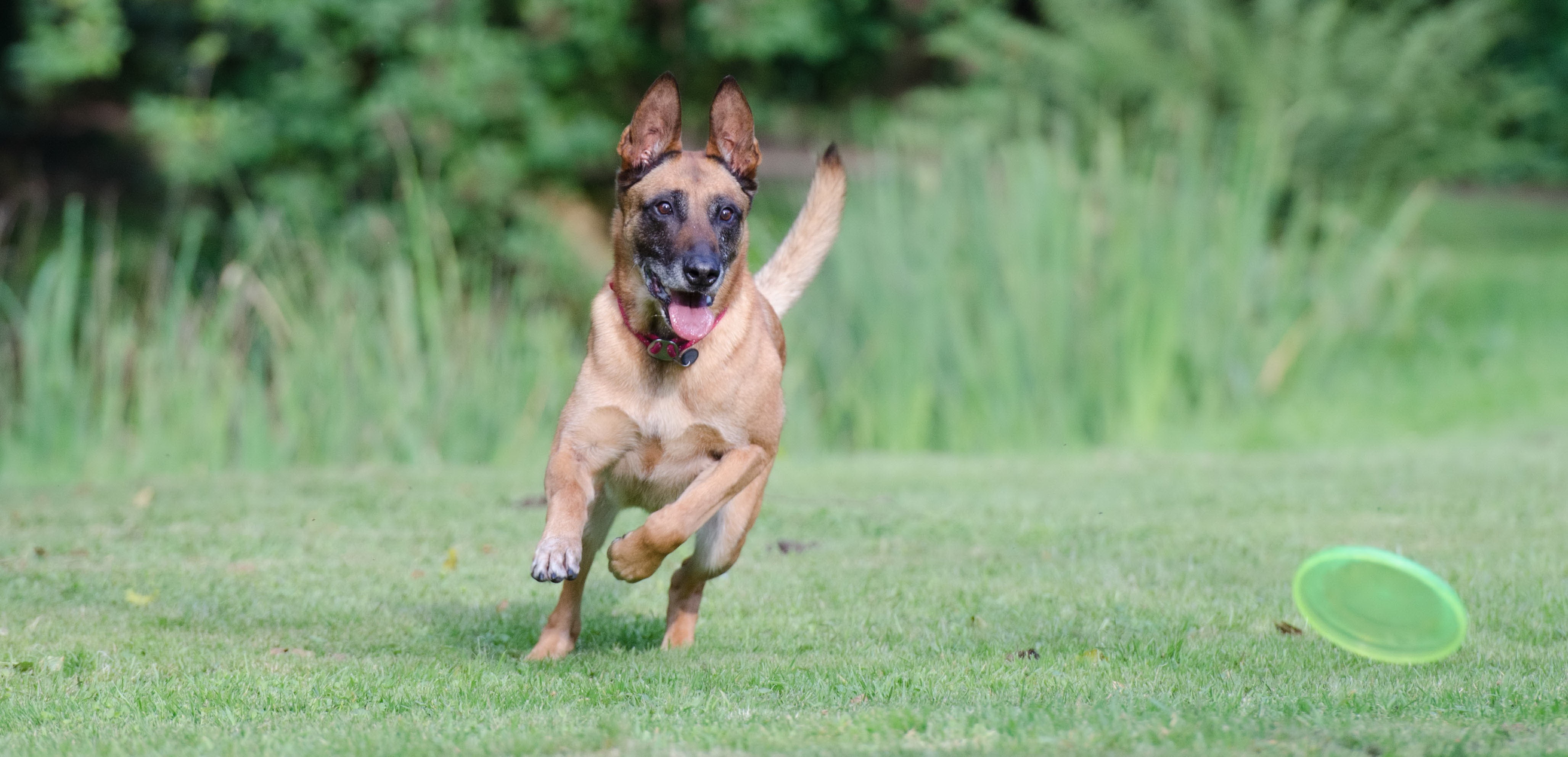 day, no people, mouth open, purebred Dog, looking at camera, domestic animals, canine, one animal, malinois, running, dog, motion, nature, domestic, animal, HD Wallpaper