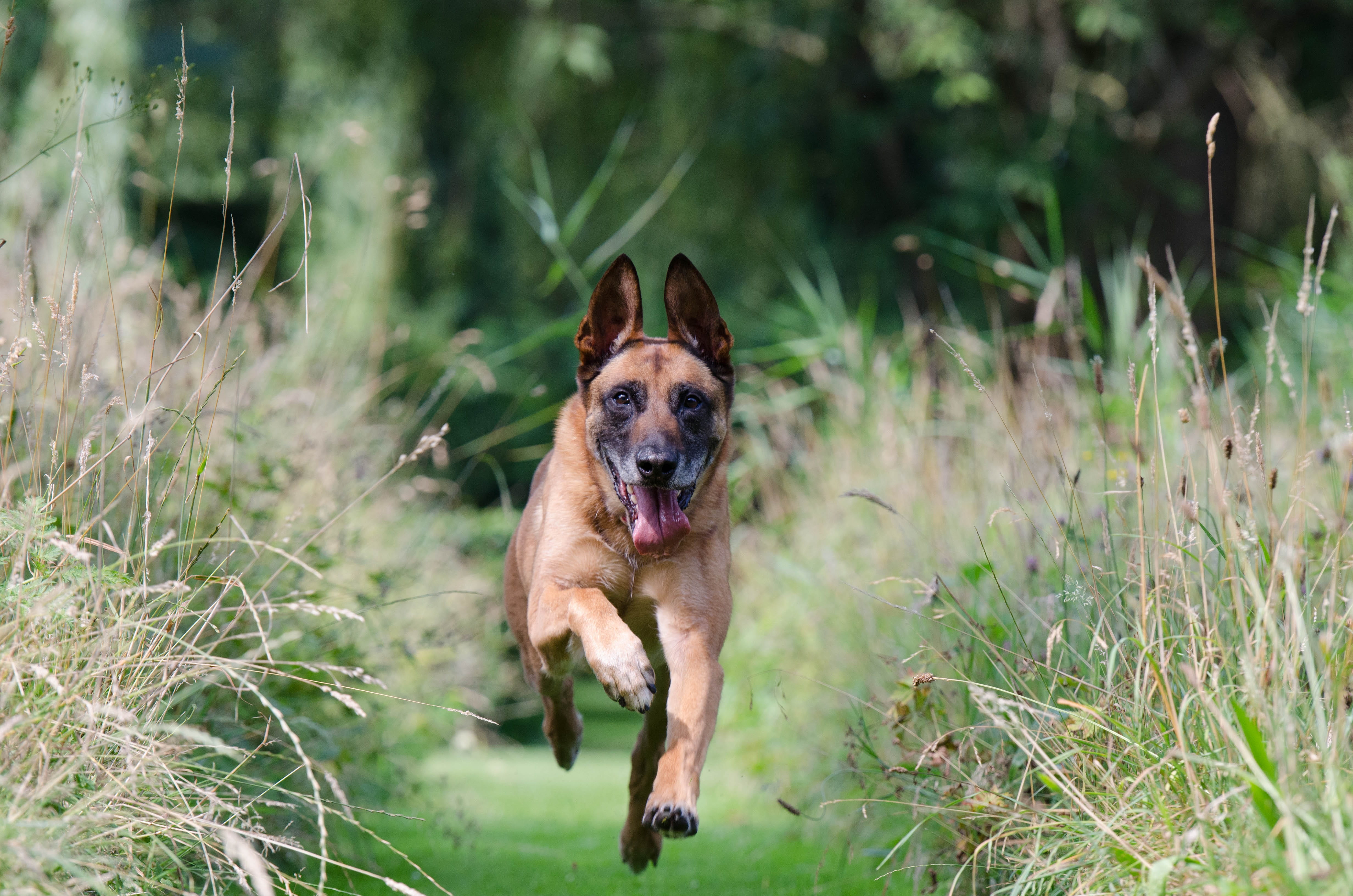 running dog, green color, looking at camera, obedience, animal mouth, daytime, lapse, nature, approach, malinois, photography, shepherd, domestic animals, HD Wallpaper