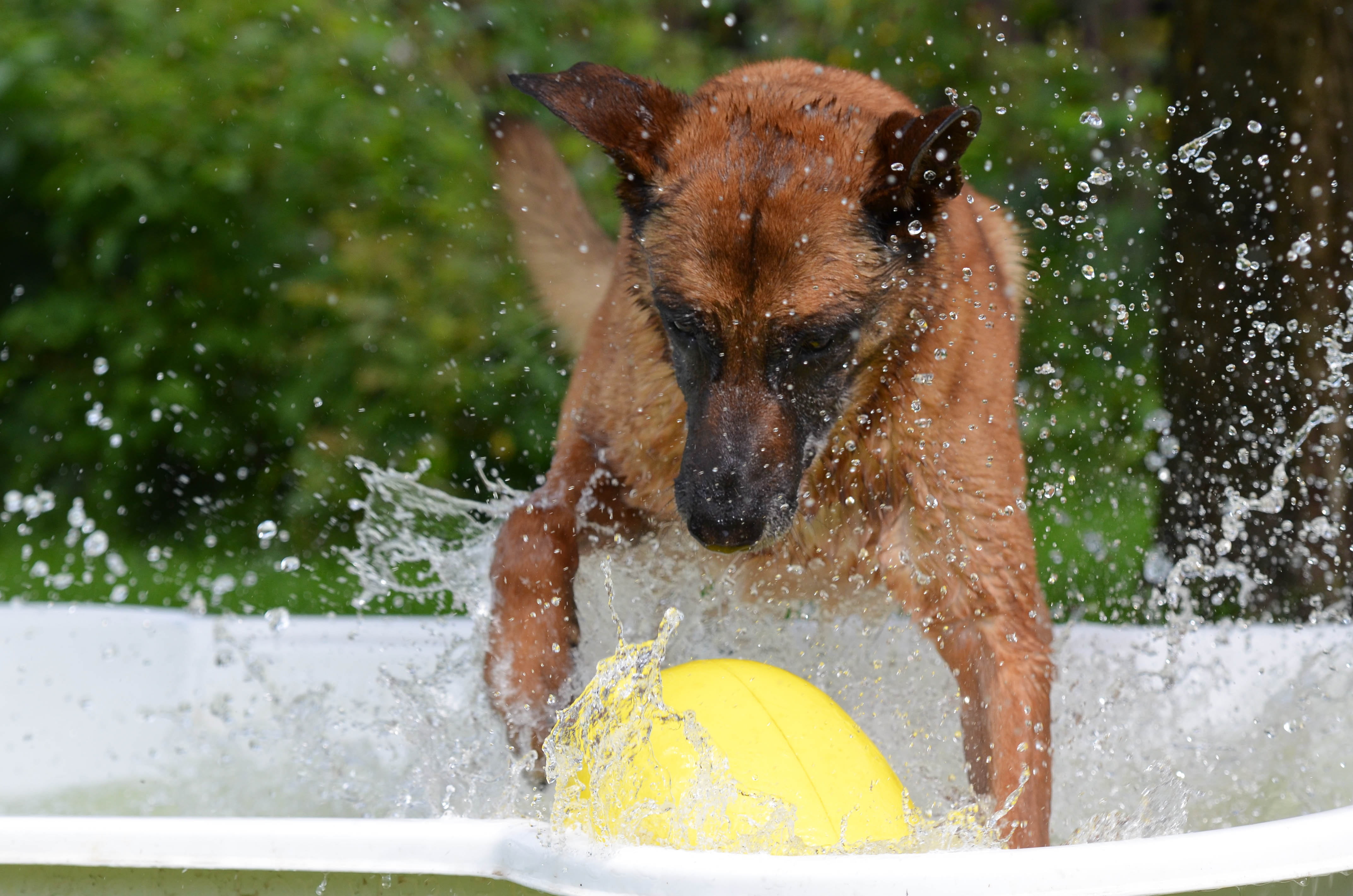 cool down, drop of water, nature, 4K, tub, dog swimming pool, dog, dog paddle, outdoors, focus on foreground, fun, mammal, blurred motion, domestic, pet, HD Wallpaper