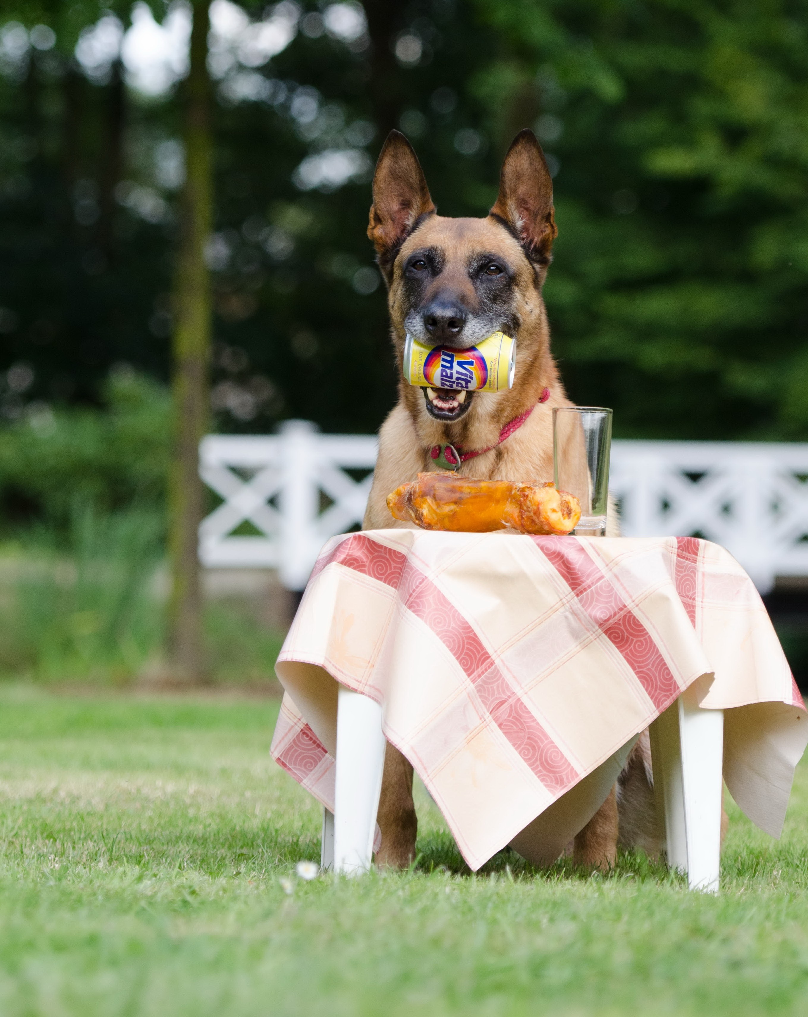 domestic, mammal, no people, belgian shepherd dog, nature, 2K, animal themes, portrait, plant, grass, animal, summer, looking at camera, funny, pets, dog tricks, Phone HD Wallpaper