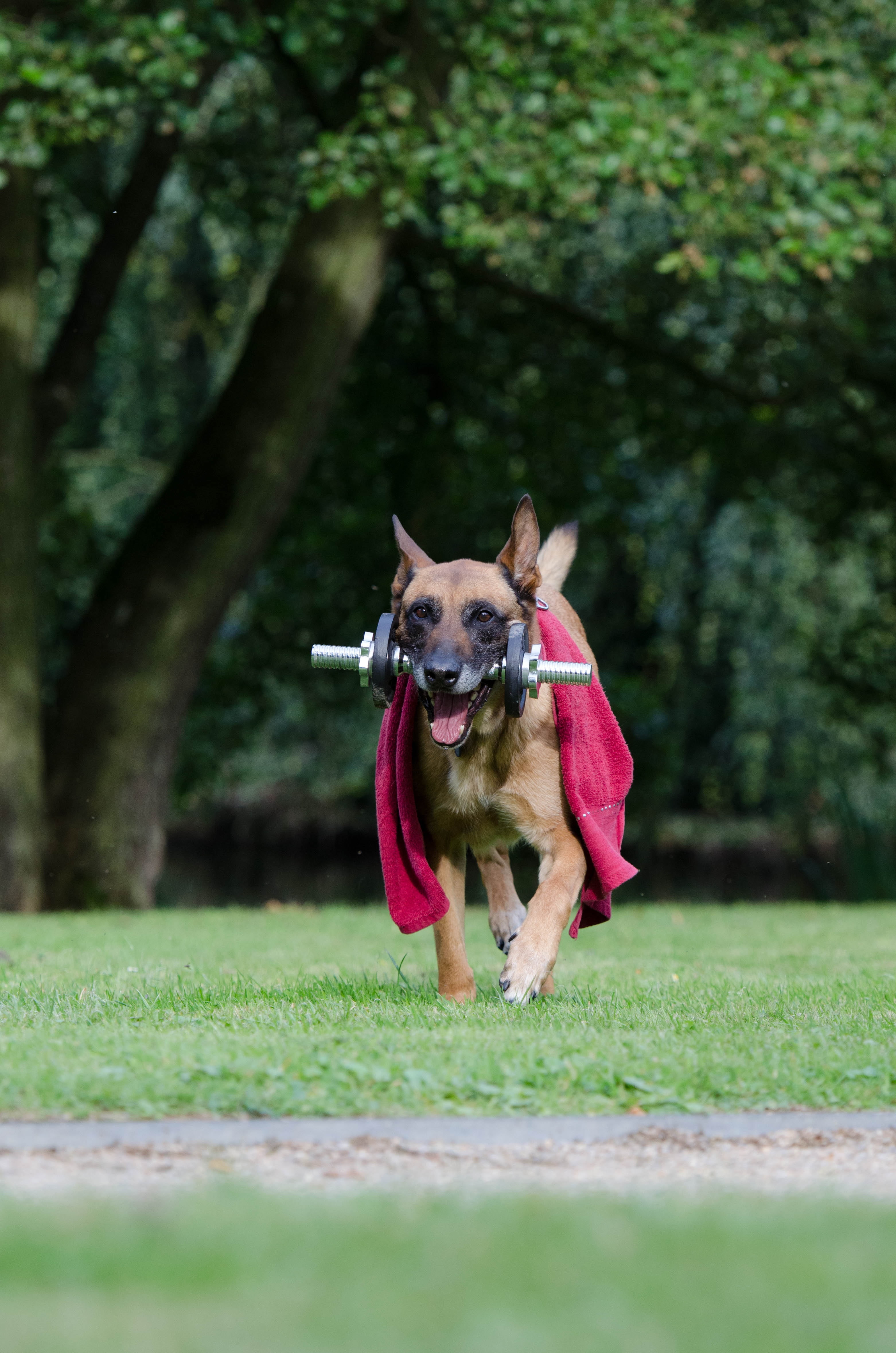 fitness, animal, outdoors, day, selective focus, pets, nature, mouth open, running, animal themes, dog trick, canine, one animal, no people, motion, malinois, Phone HD Wallpaper