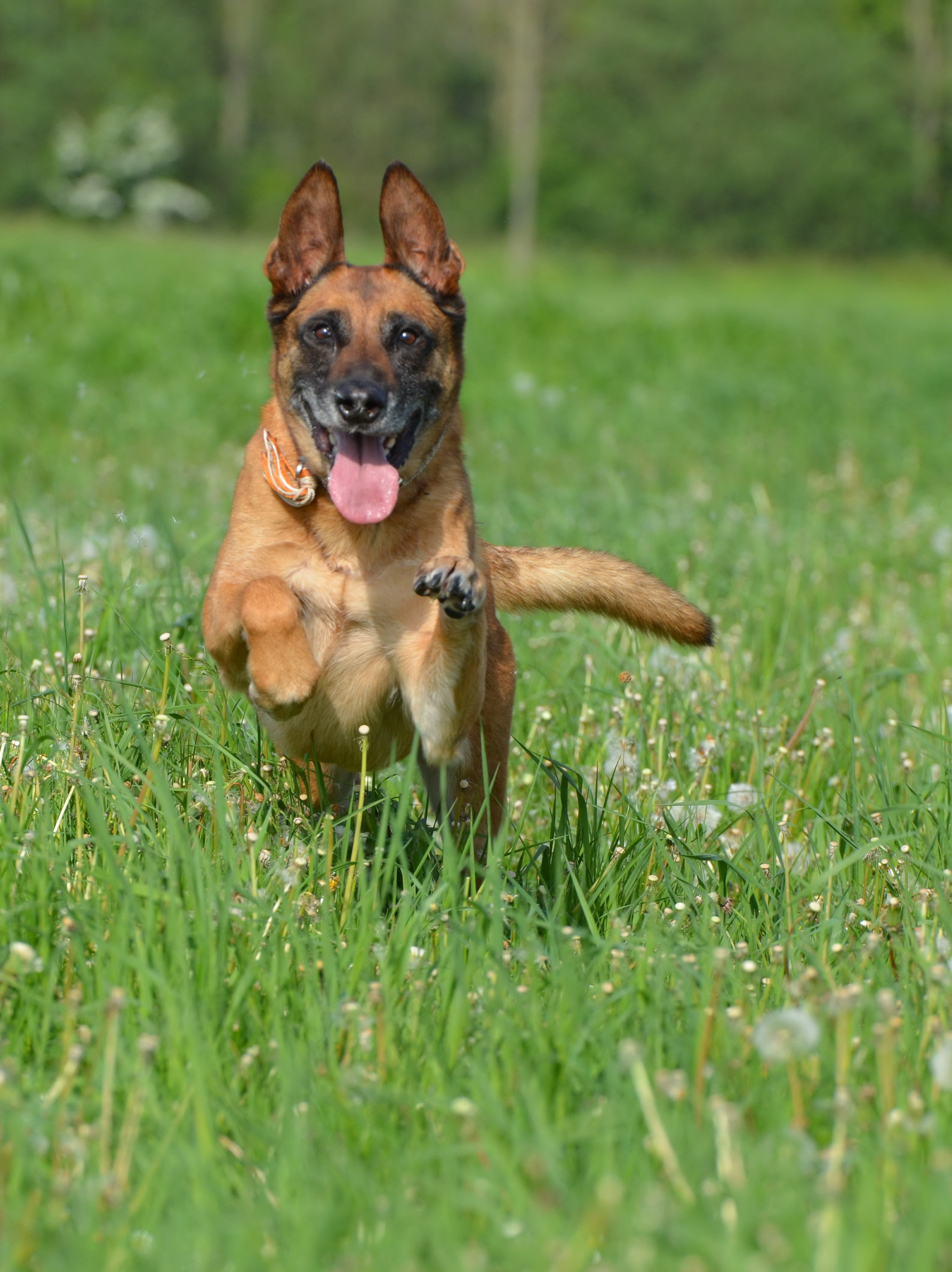 mouth open, domestic animals, cute, male, one animal, nature, meadow, purebred Dog, running dog, friendly, dog, animal mouth, motion recording, field, dandelion meadow, Phone HD Wallpaper