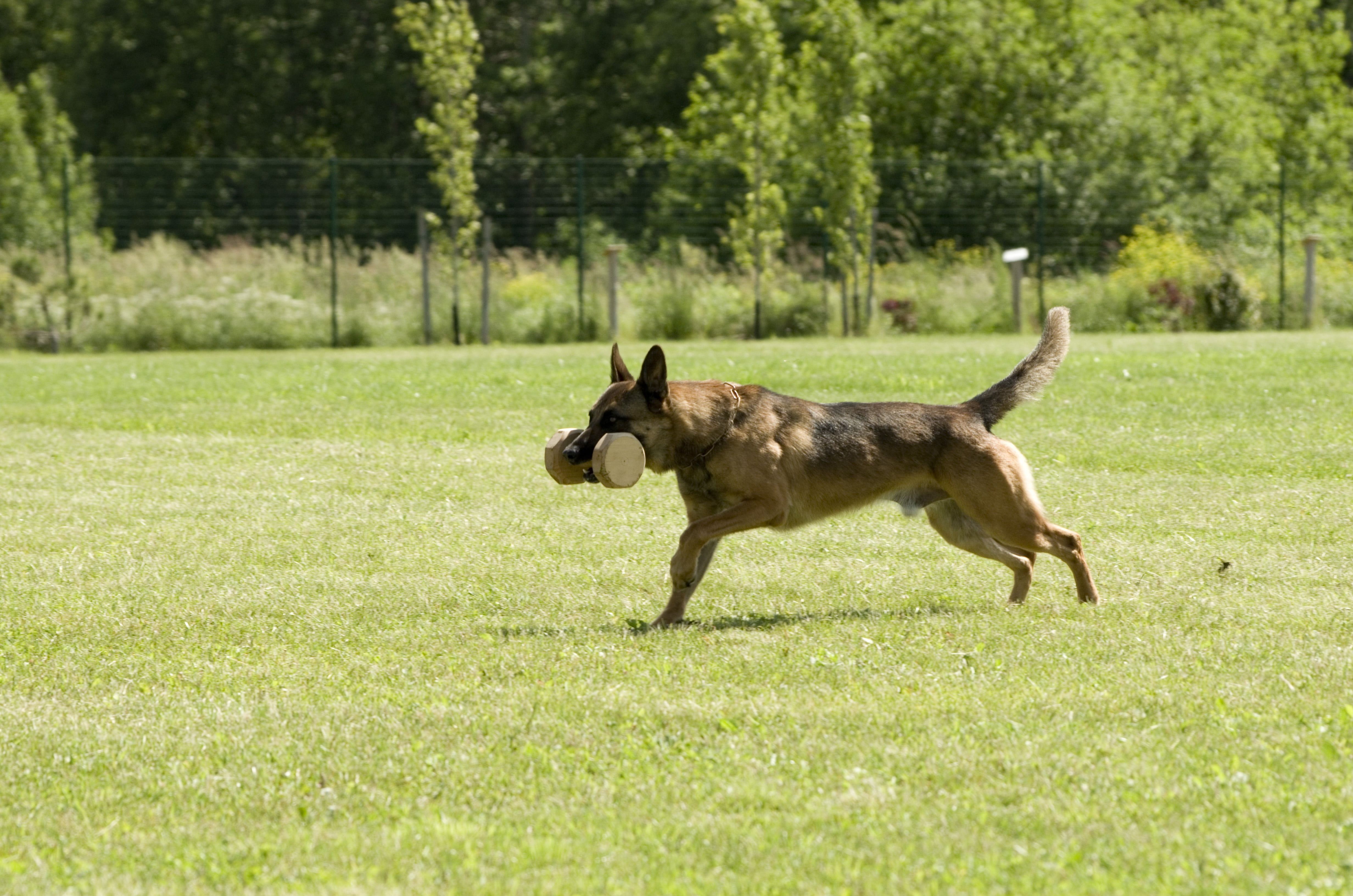 dog, belgian shepherd, plant, malinois, vertebrate, retrieving, domestic, one animal, animal themes, domestic animals, canine, pets, mammal, green color, HD Wallpaper
