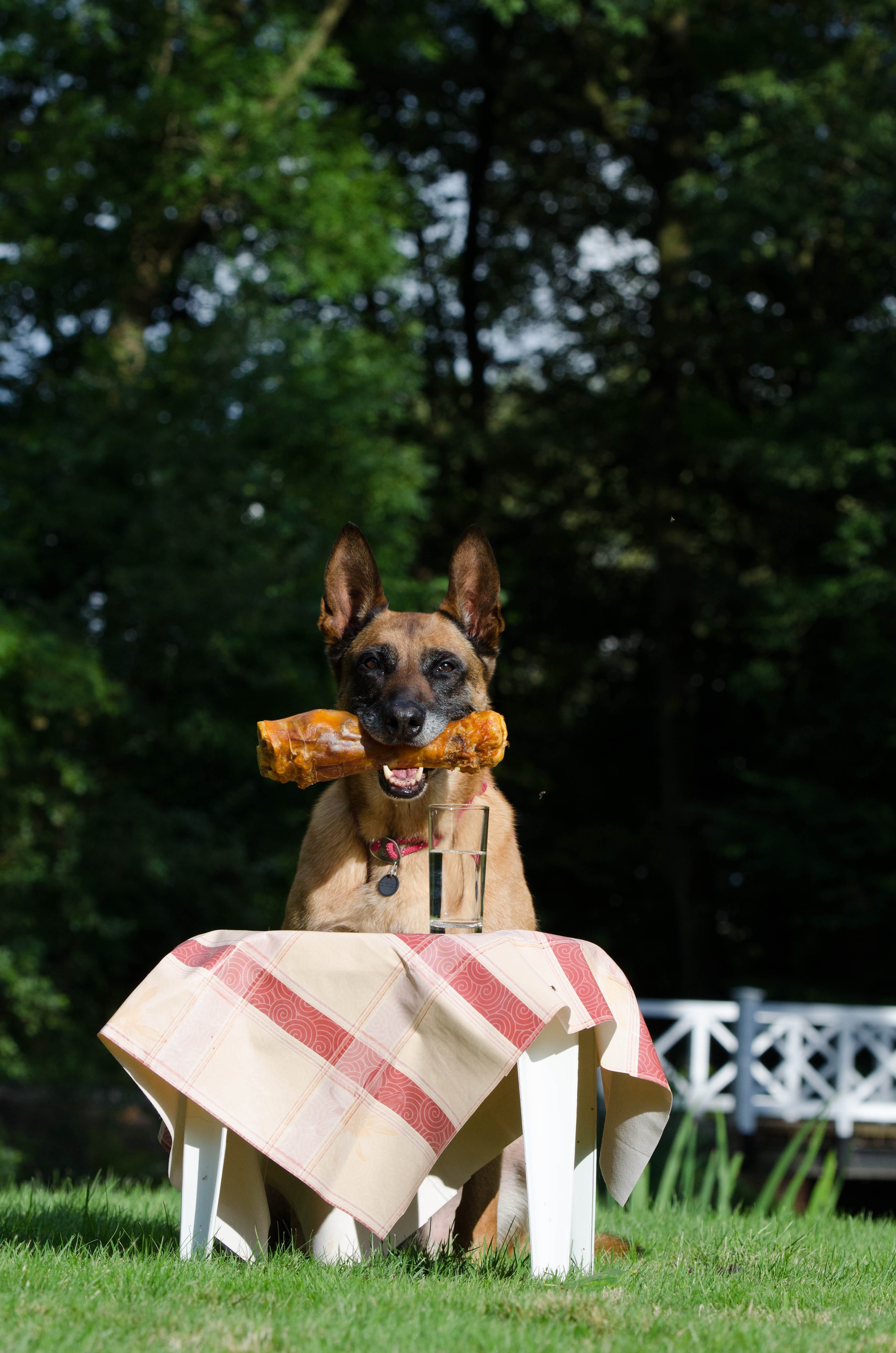funny, summer, people, mammal, pet owner, dog show trick, vertebrate, nature, grass, trick, land, domestic animals, dog, canine, dog trick, one animal, Phone HD Wallpaper