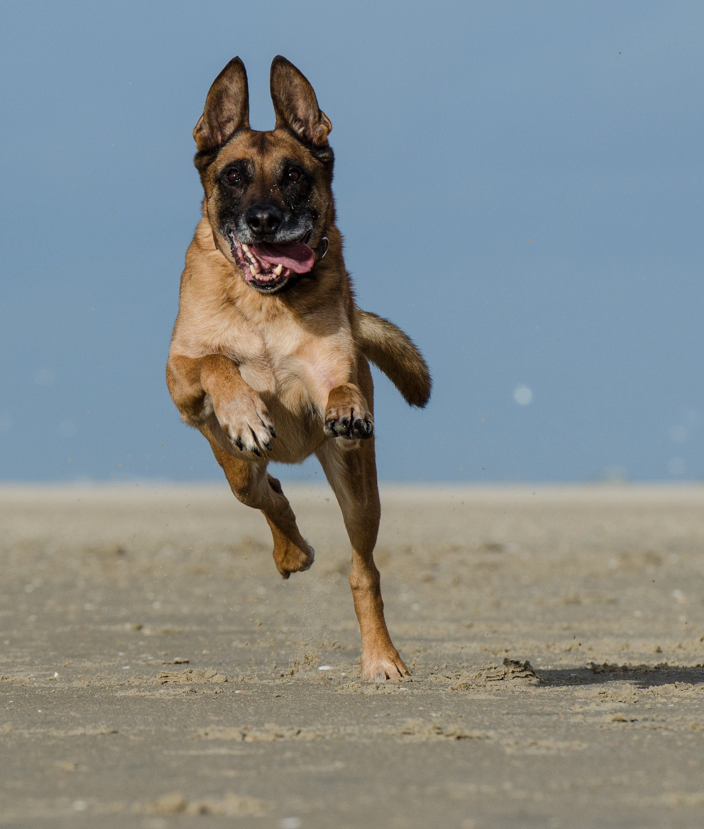 animal themes, mouth open, field, outdoors, 2K, belgian shepherd dog, running dog on beach, portrait, domestic, running, german, animal, dog, domestic animals, Phone HD Wallpaper