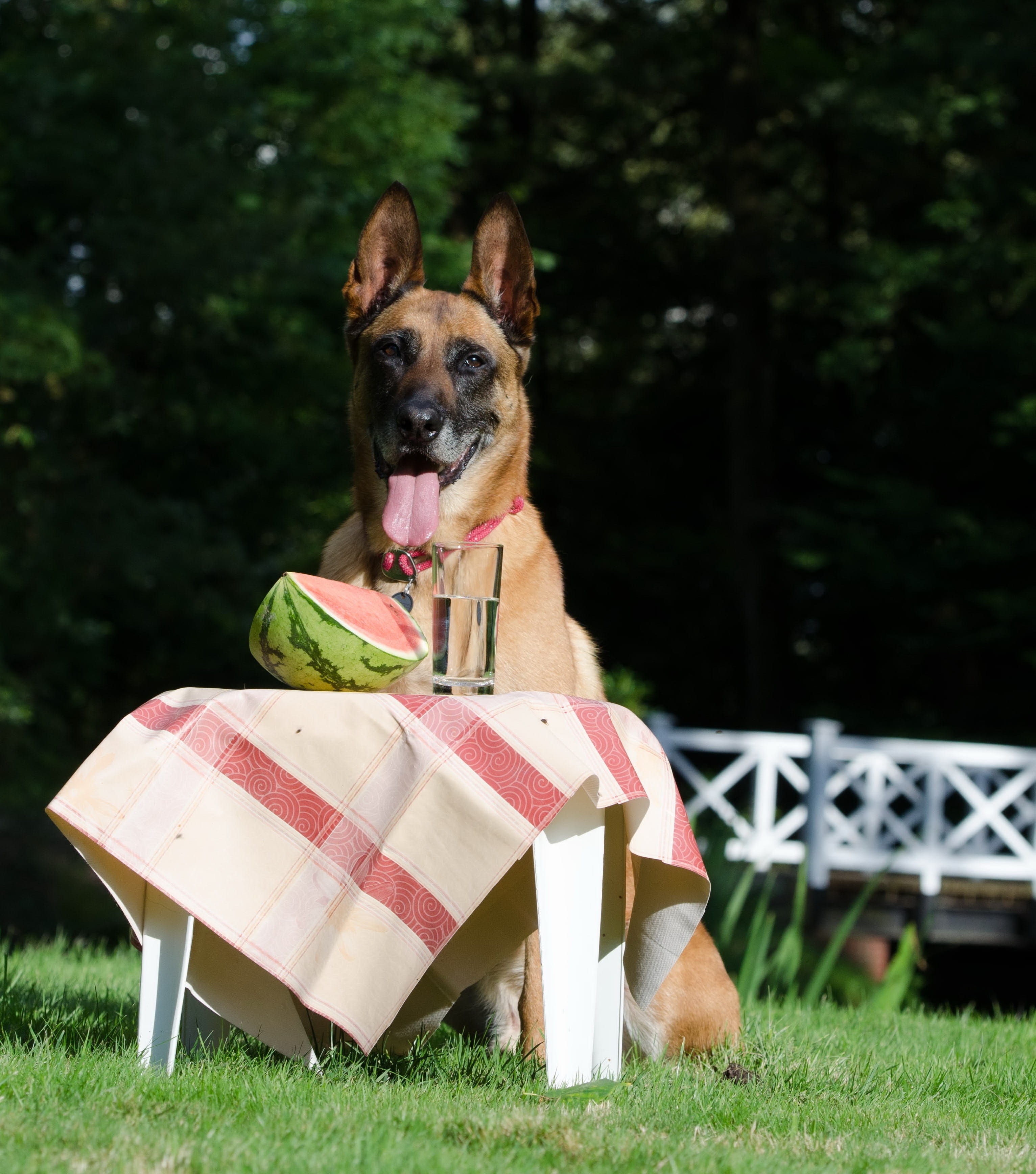 belgian shepherd dog, Dog Shows, one animal, canine, outdoors, nature, land, 2K, animal head, vertebrate, Dog Trick, dog, purebred Dog, plant, summer, Phone HD Wallpaper