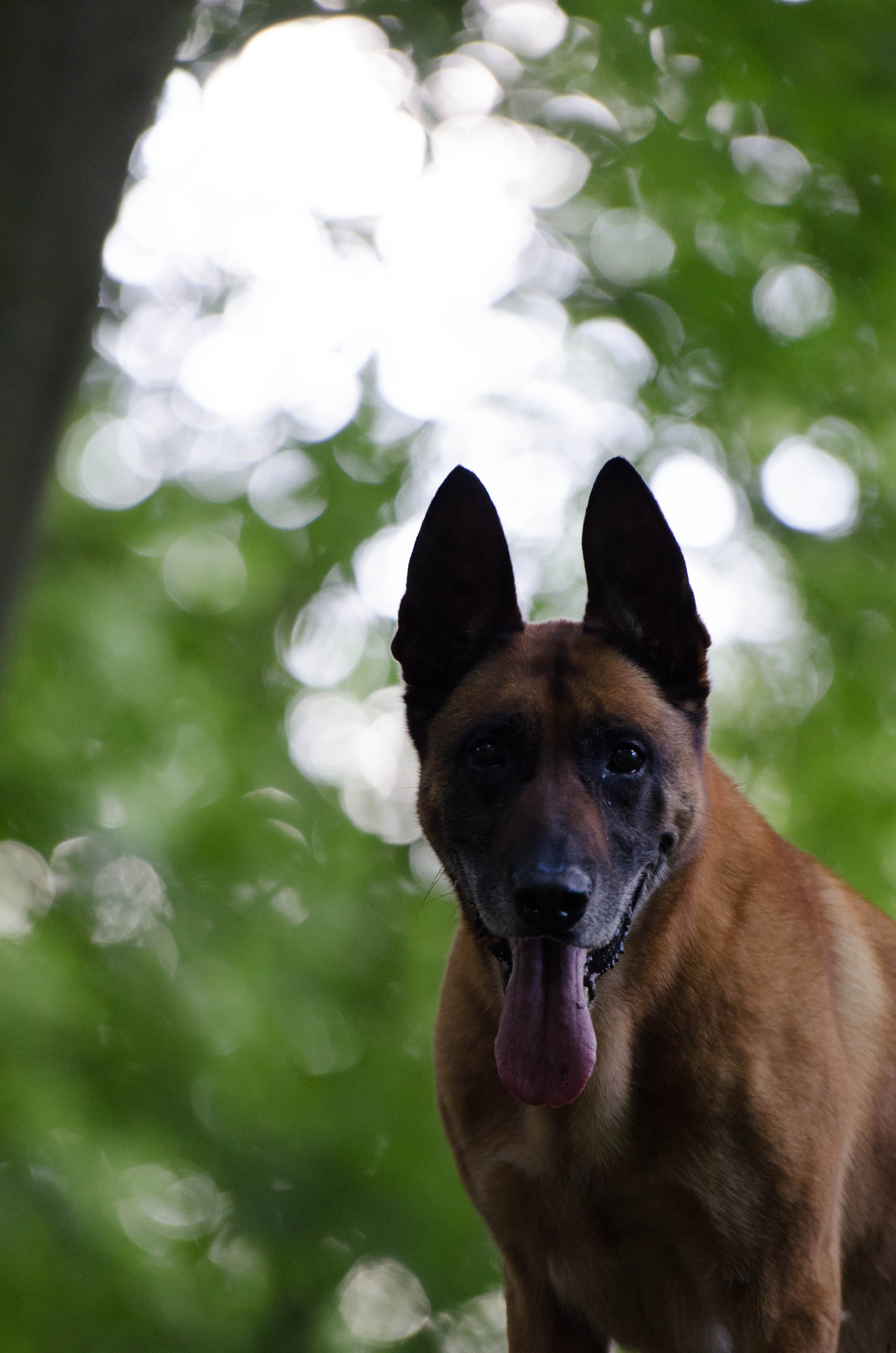 dog, vertebrate, animal head, land, malinois, day, brown, looking at camera, 4K, no people, nature, pet, animal themes, belgian shepherd dog, domestic animals, Phone HD Wallpaper