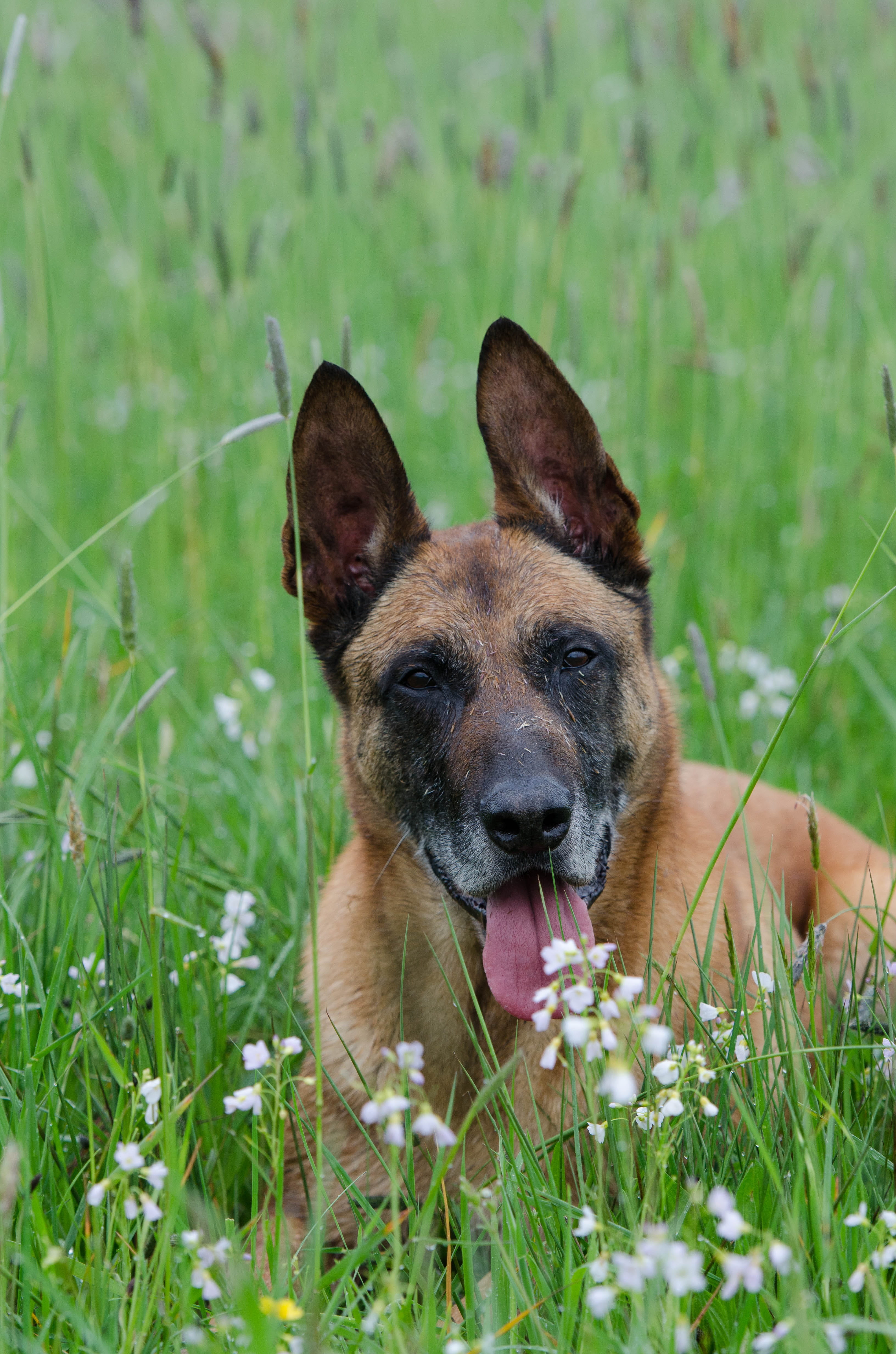 land, canine, domestic animals, belgian shepherd dog, flowering plant, animal, panting, green color, field, animal head, animal themes, outdoors, 4K, rainy weather, Phone HD Wallpaper
