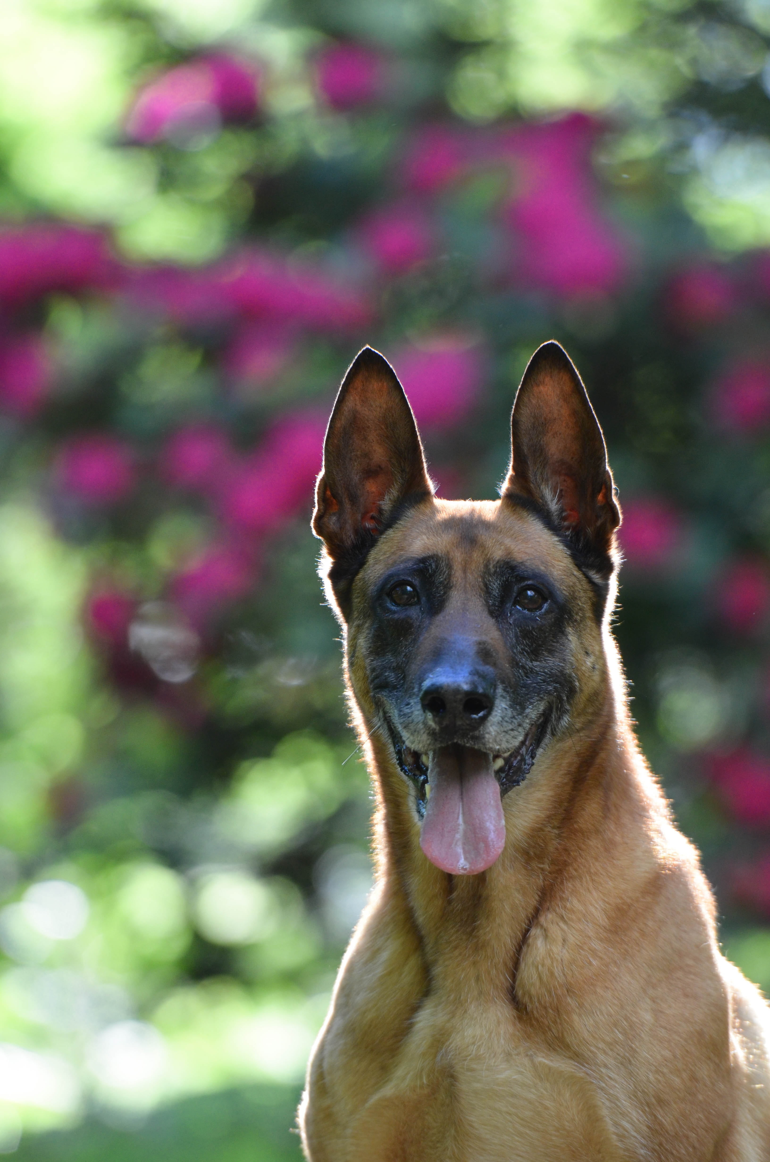 focus on foreground, domestic animals, panting, german shepherd, animal themes, mammal, no people, domestic, animal body part, animal mouth, portrait, animal head, Phone HD Wallpaper