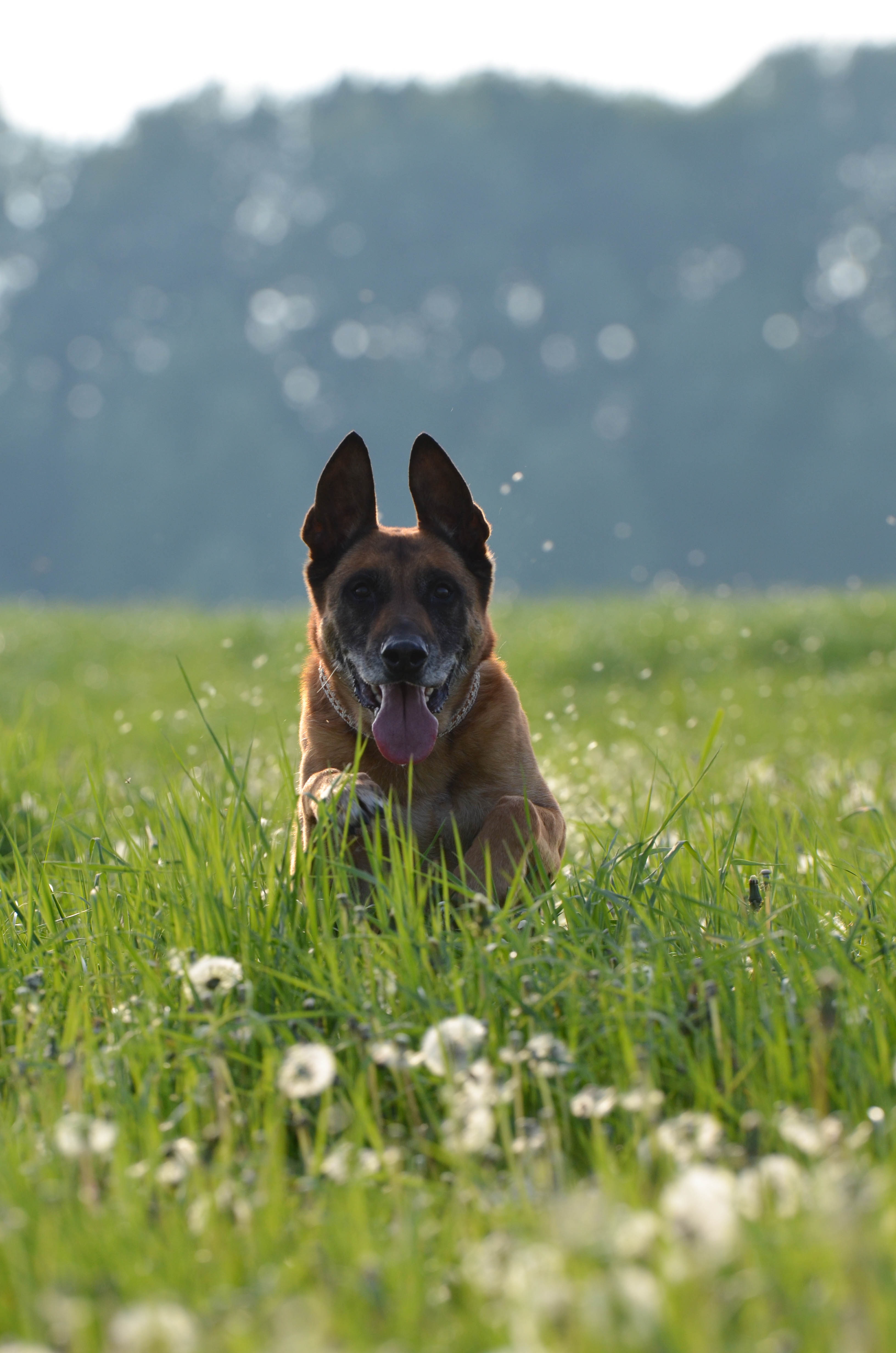 motion recording, looking at camera, 4K, running dog, animal head, land, meadow, no people, dandelion meadow, plant, canine, one animal, animal, pets, Phone HD Wallpaper