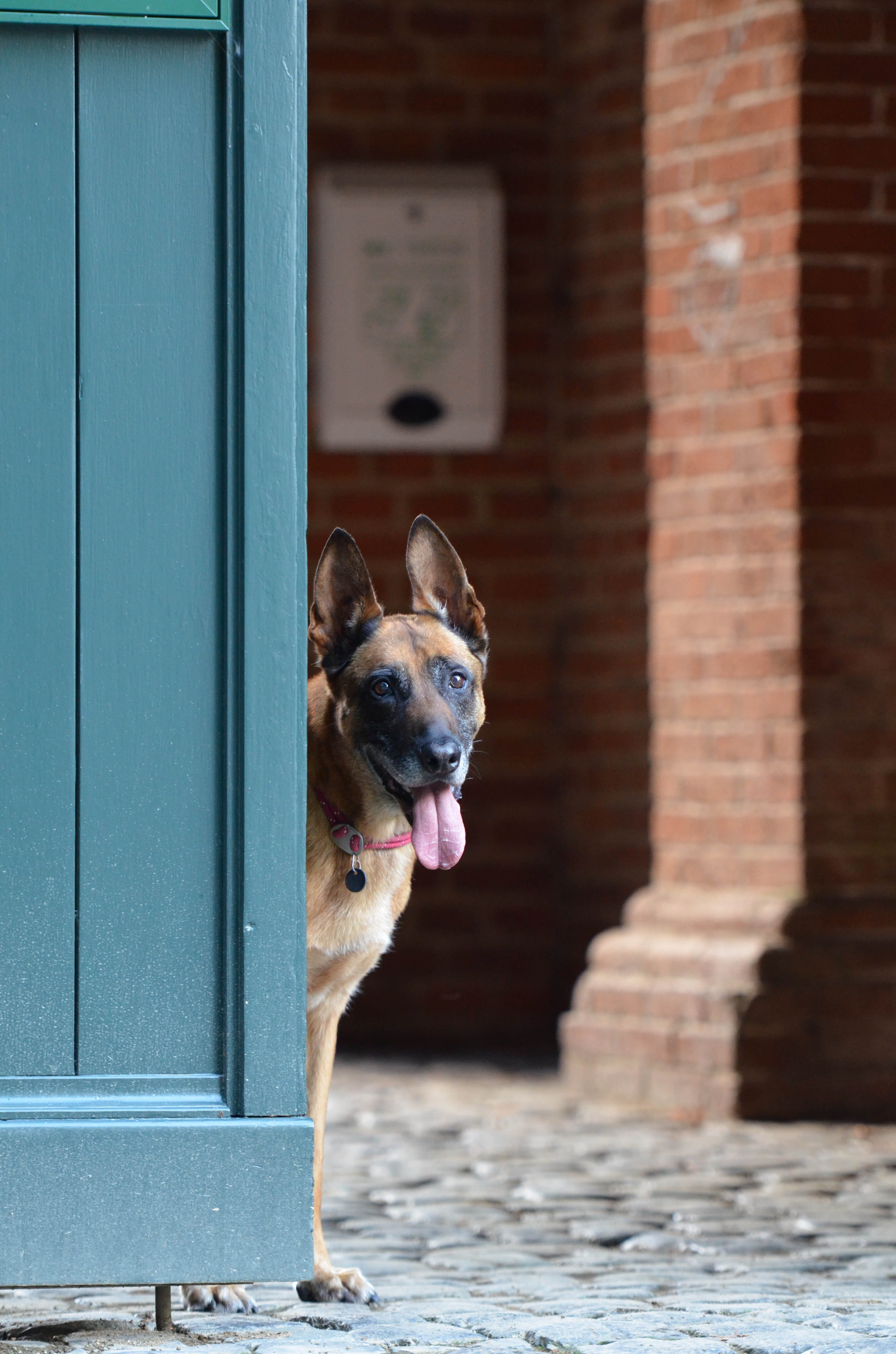 looking at camera, day, pets, one animal, looking, domestic, entrance, Belgian Shepherd Dog, cute, built structure, architecture, brick wall, brown, domestic Animals, Phone HD Wallpaper