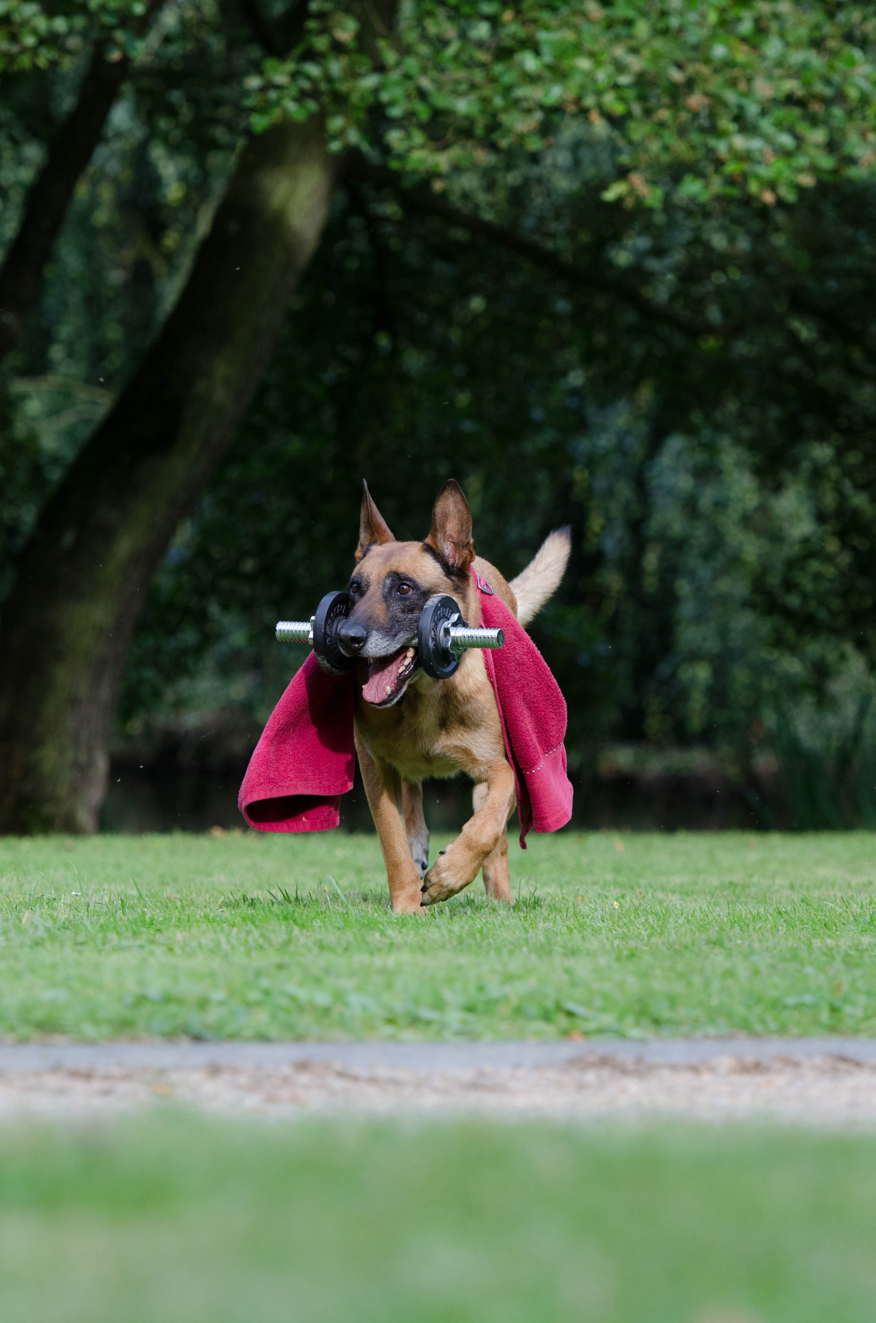 Dog Trick, domestic, canine, small, one animal, day, tree, grass, trick, dog tricks, belgian shepherd dog, fitness, animal head, no people, Malinois, surface level, Phone HD Wallpaper