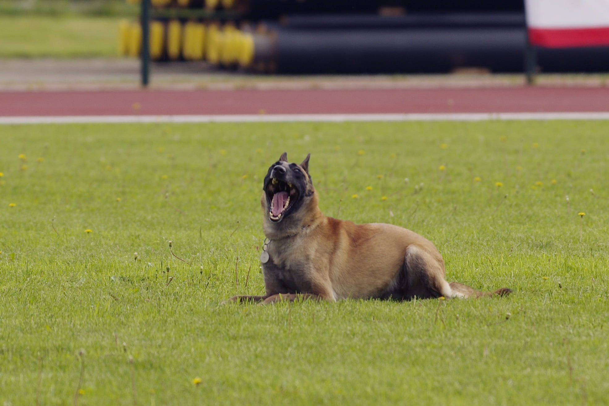 plant, domestic animals, mouth open, dog, domestic, belgian shepherd, malinois, day, cute, mouth, animal, outdoors, vertebrate, pets, Dog, relaxation, field, HD Wallpaper
