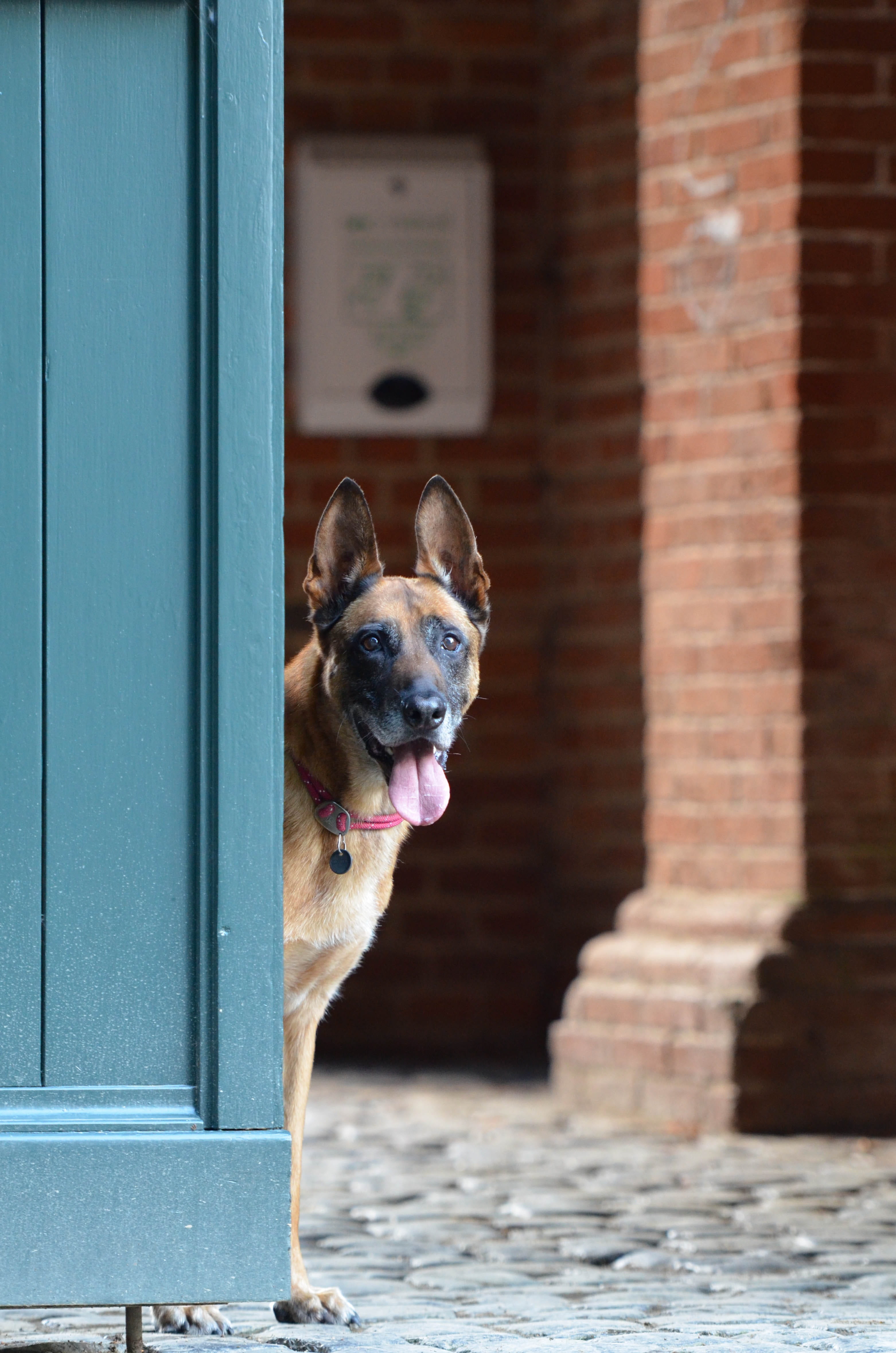 canine, outdoors, sunlight, animal themes, mammal, Belgian Shepherd Dog, Malinois, brick, animal, brick wall, building, domestic, vertebrate, one animal, Phone HD Wallpaper