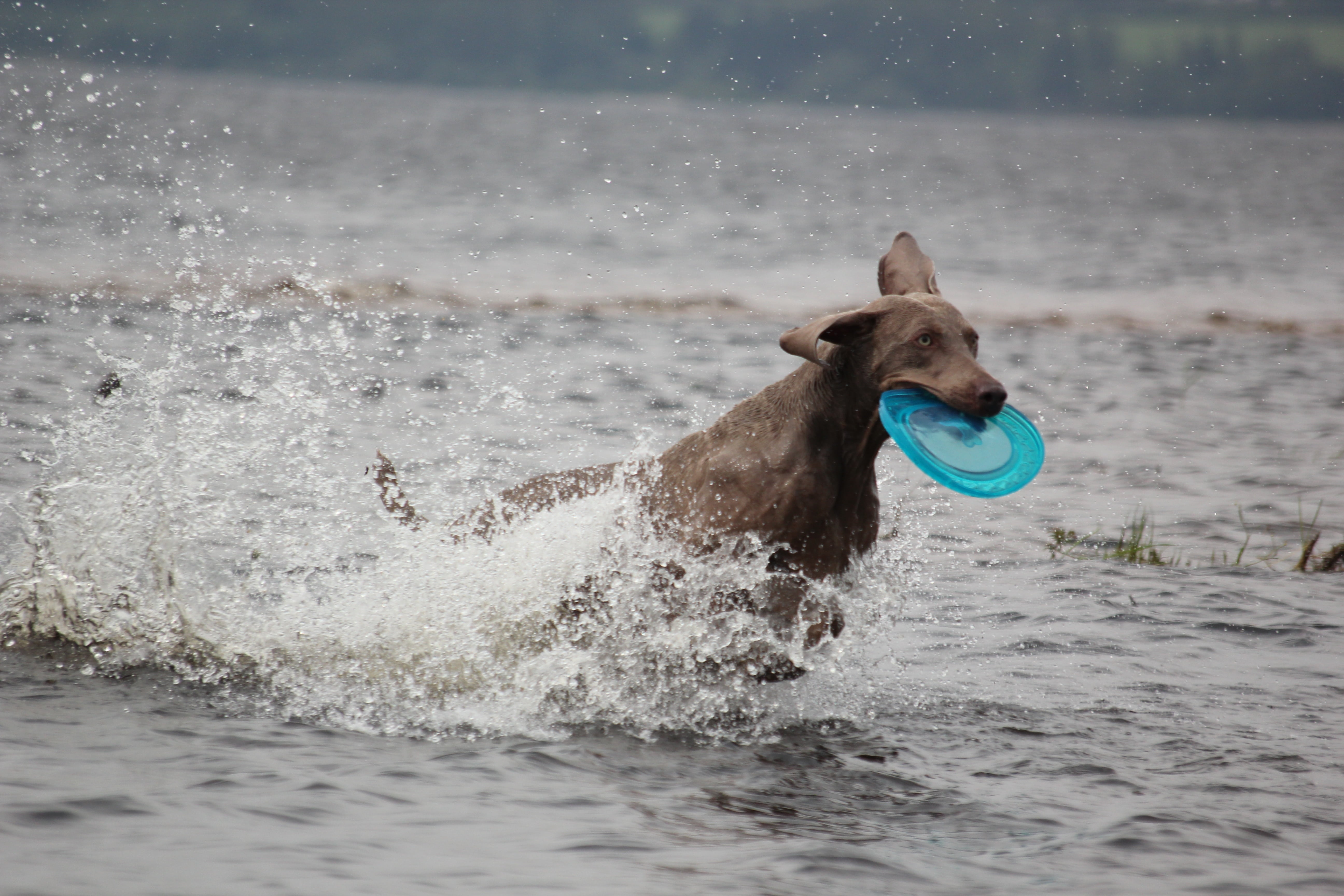 wet, motion, animal, water, snout, vizsla, pet, waters, sea, running, animal portrait, no people, day, one animal, domestic animals, brown, joy of life, HD Wallpaper