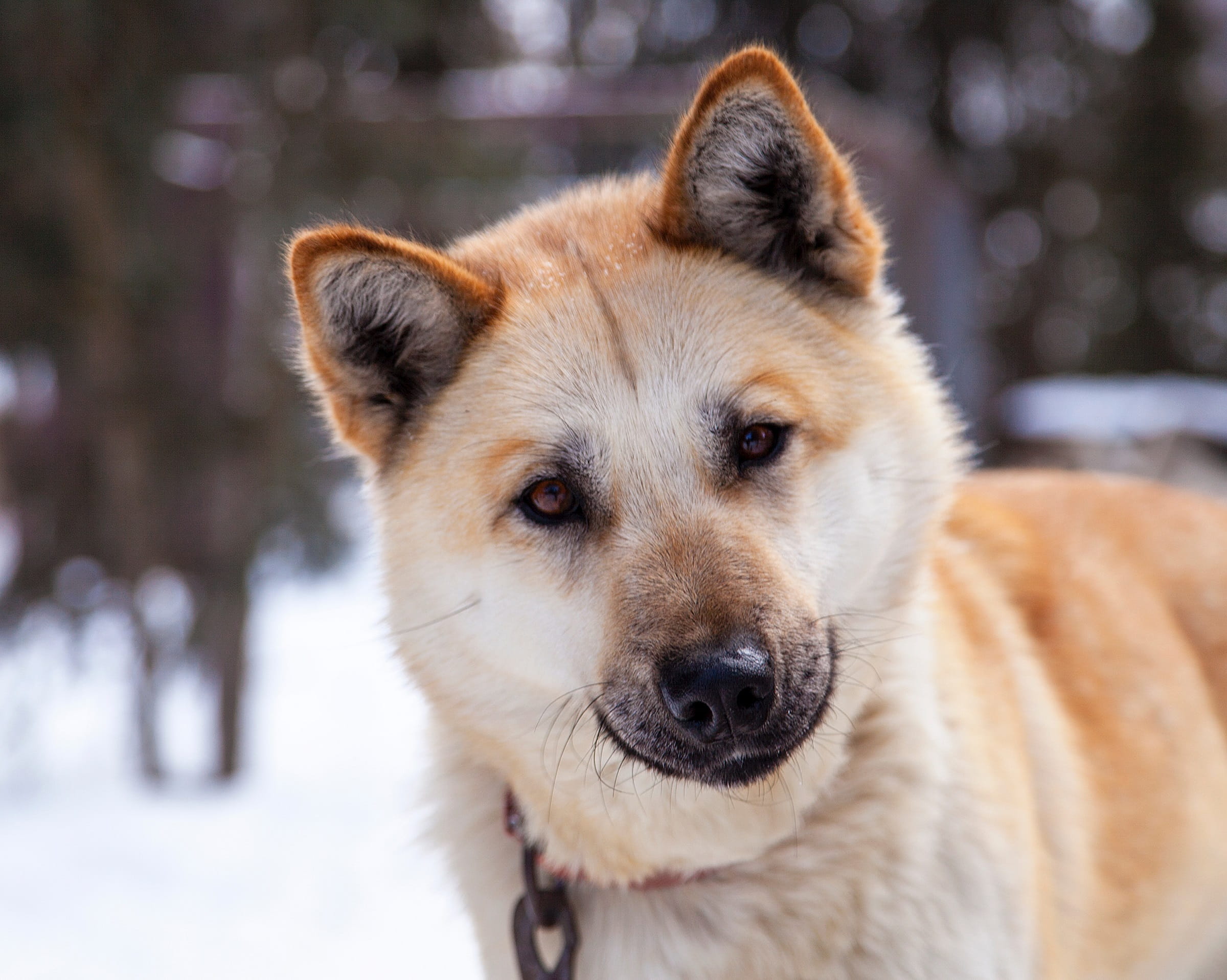 focus on foreground, alaska, purebred Dog, Canine, domestic, animal, looking at camera, nature, pets, dog, vertebrate, head, 1080P, pet, Portrait, looking, HD Wallpaper