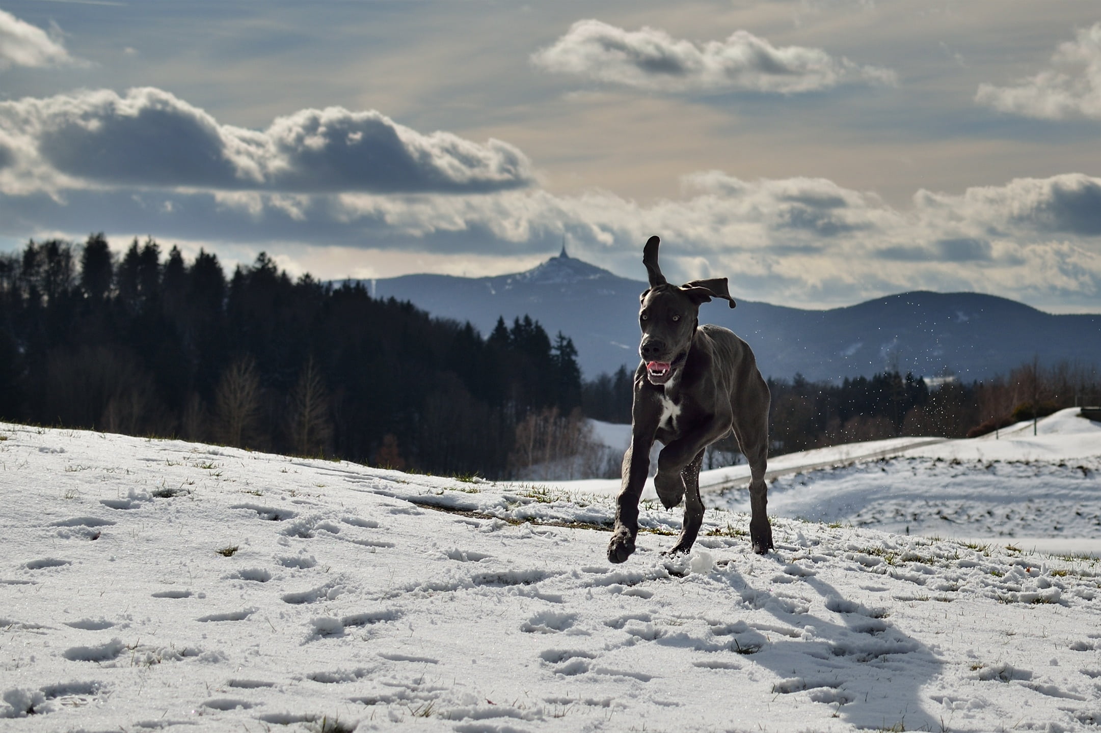nature, day, dane, running, one animal, cold temperature, great, dog, covered, focus, great dane, sky, area, photo, mammal, animal themes, domestic animals, HD Wallpaper