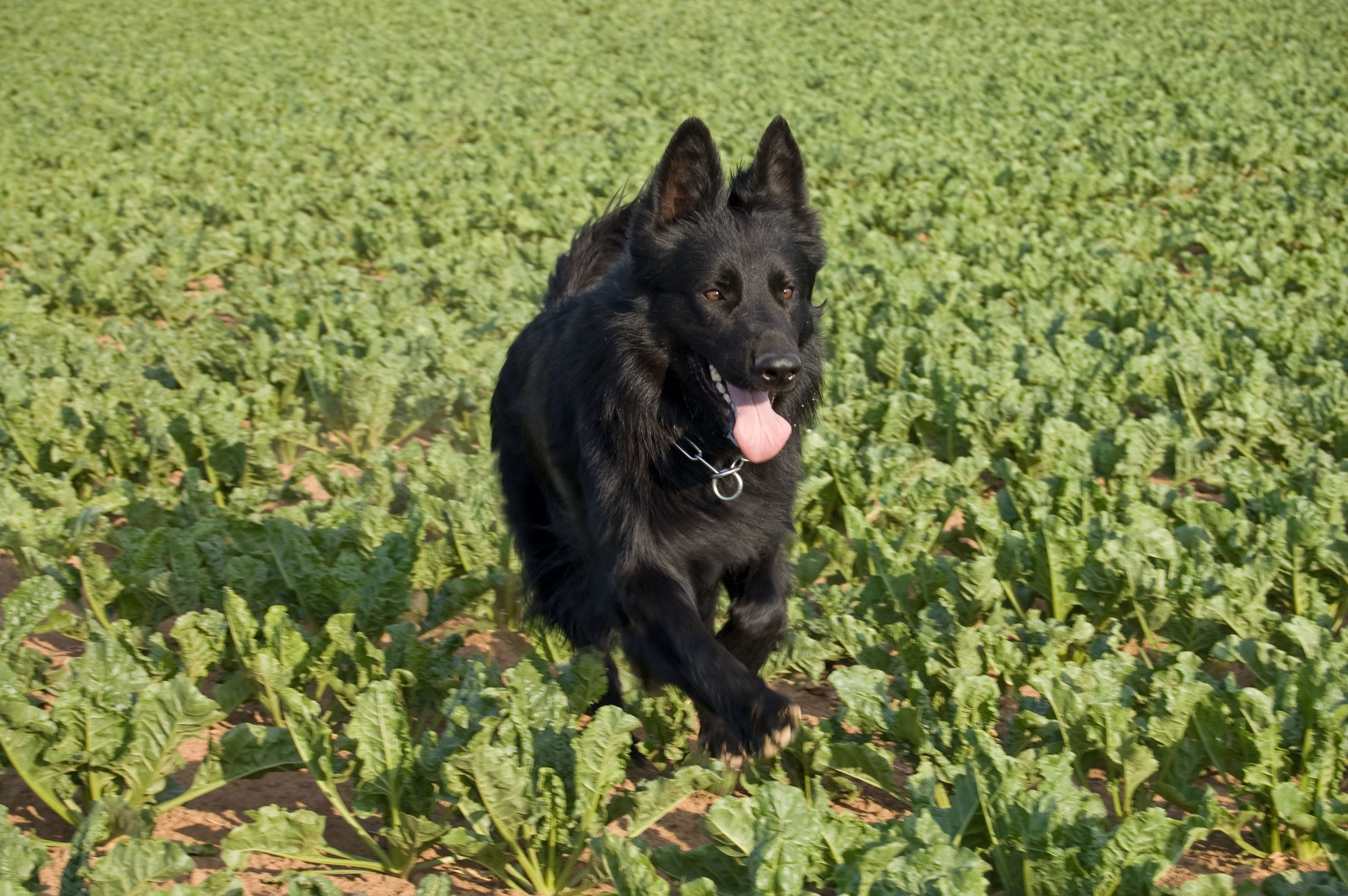 plant, german, shepherd, sheepdog, german Shepherd, black, 2K, Schäfer, race, cute, Race, nature, german longhaired pointer, one animal, Dog, arable, pets, HD Wallpaper