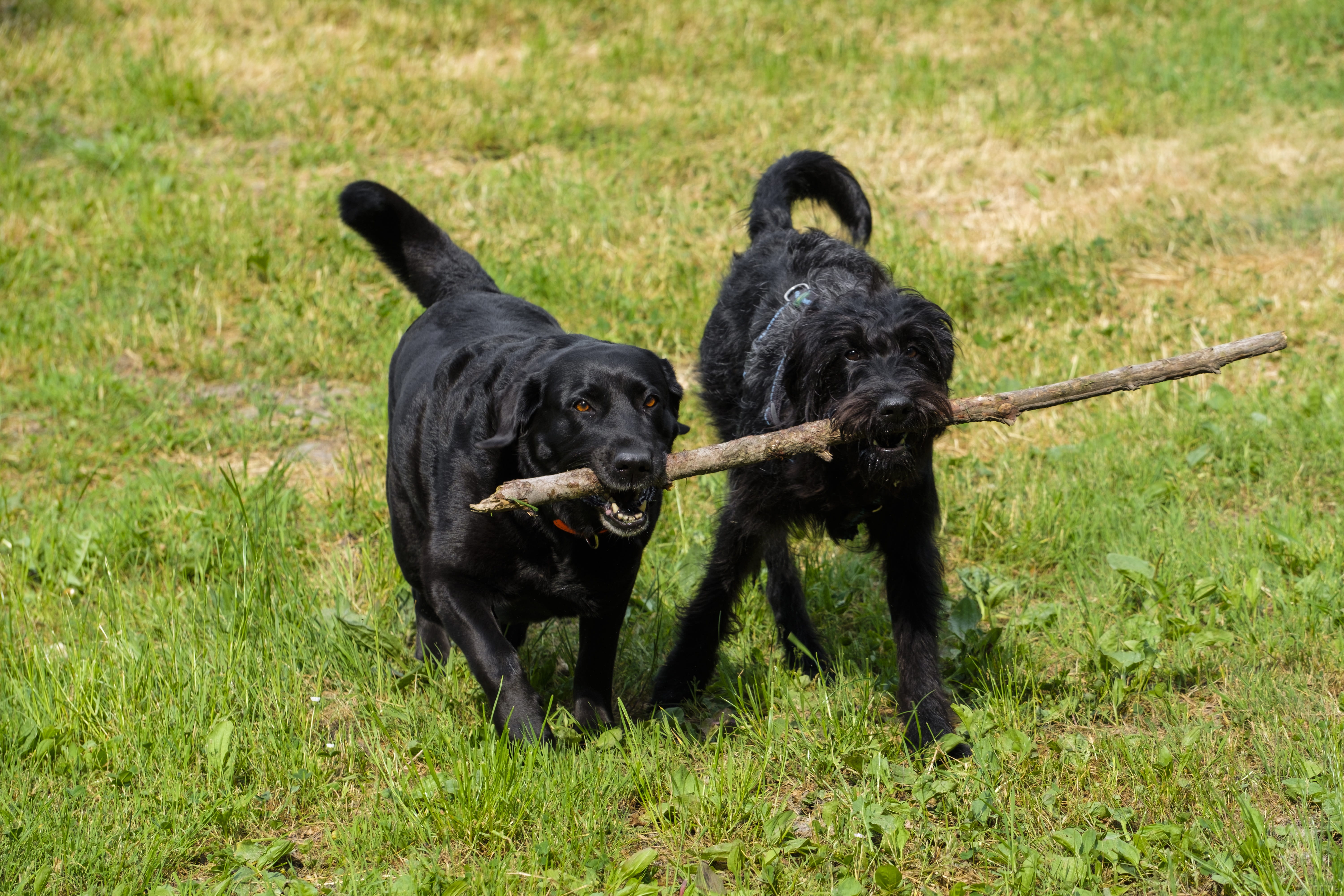 two, long, nature, floor, retrieve, 5K, animal, one animal, hybrid, canine, coated, plant, field, domestic, black color, king poodle, grass, animal themes, HD Wallpaper