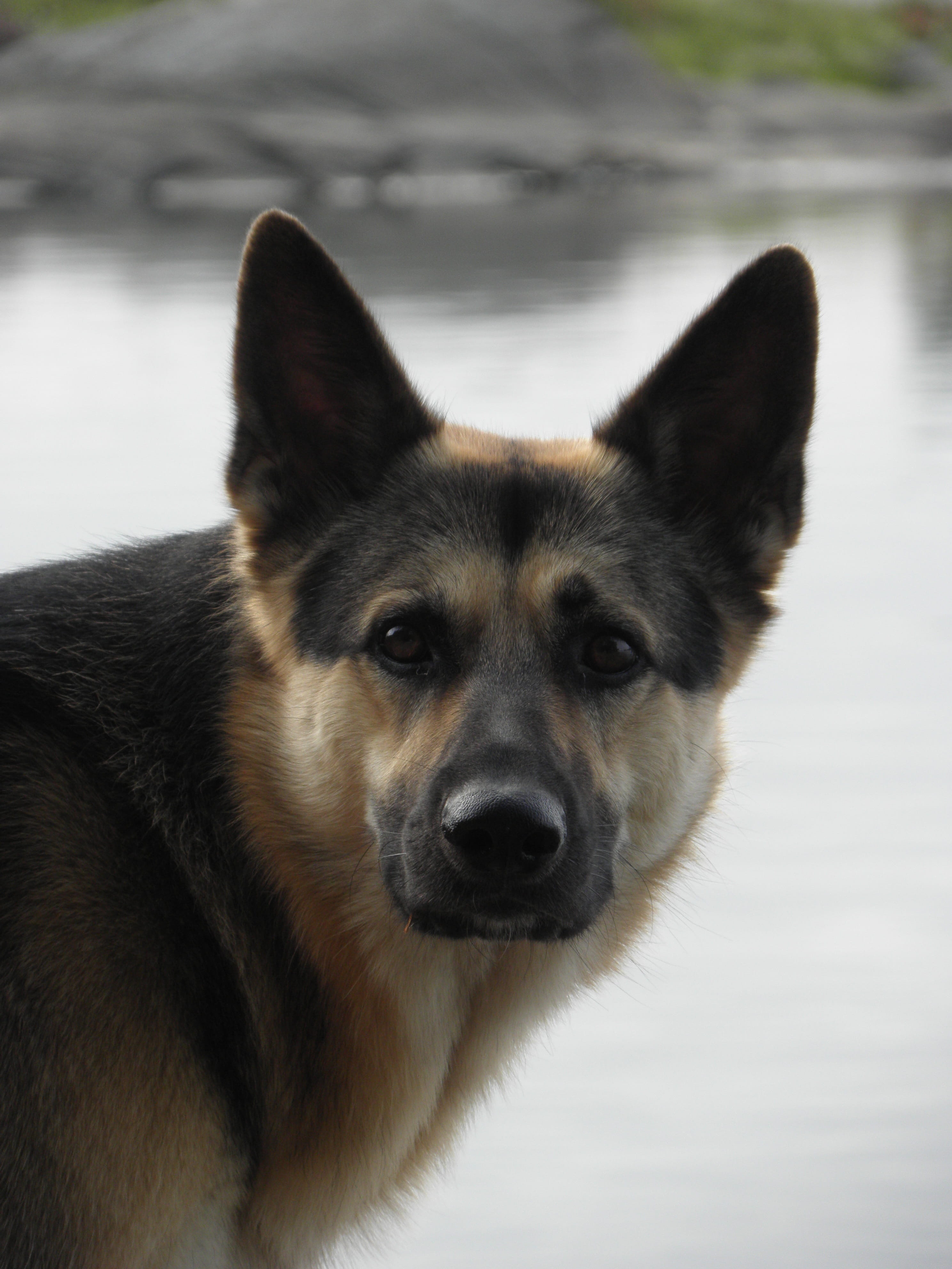 focus on foreground, portrait, animal head, german, cold temperature, winter, animal themes, black, 4K, looking at camera, domestic Animals, german shepherd, Phone HD Wallpaper