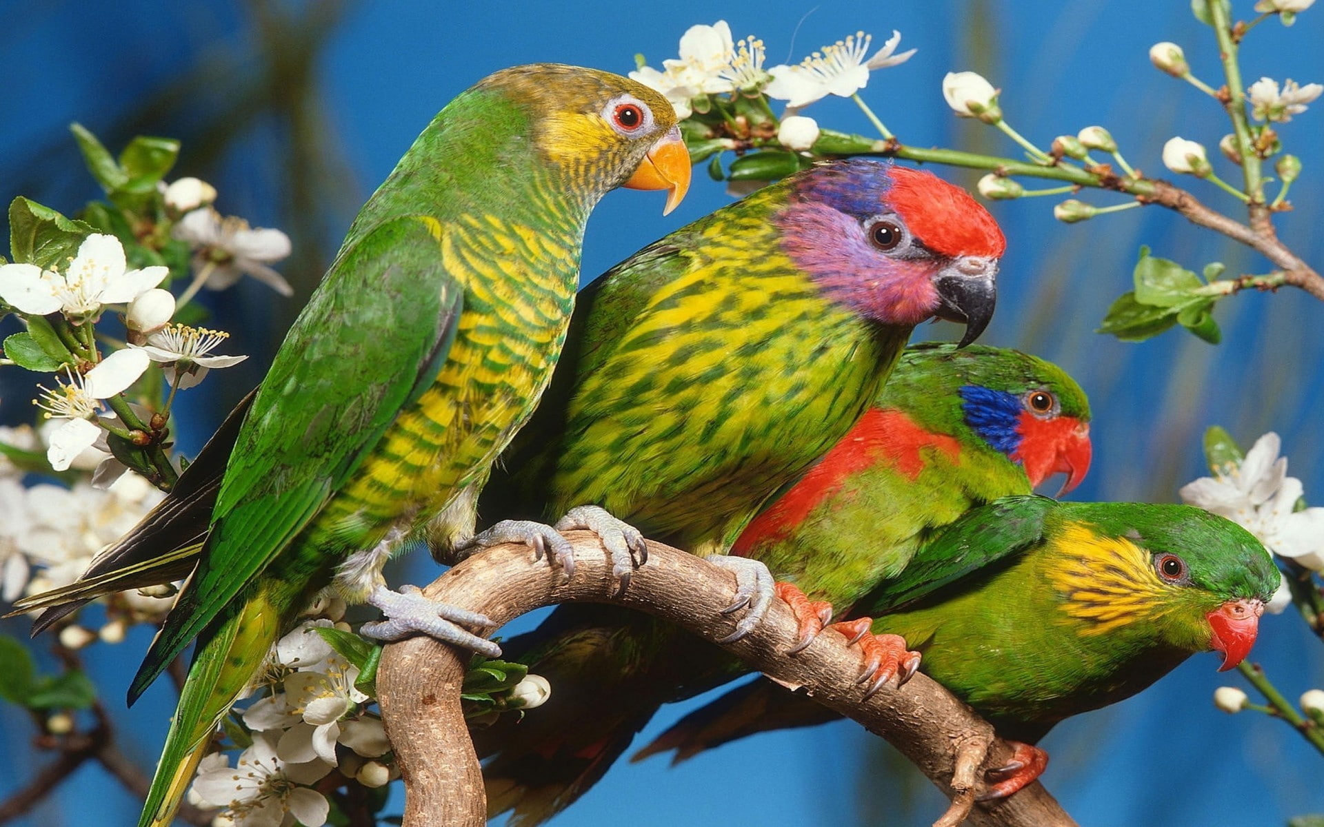 white flowers, animal wildlife, plant, two animals, vertebrate, parrot, perching, outdoors, tree, beauty in nature, 1080P, no people, animals, nature, HD Wallpaper