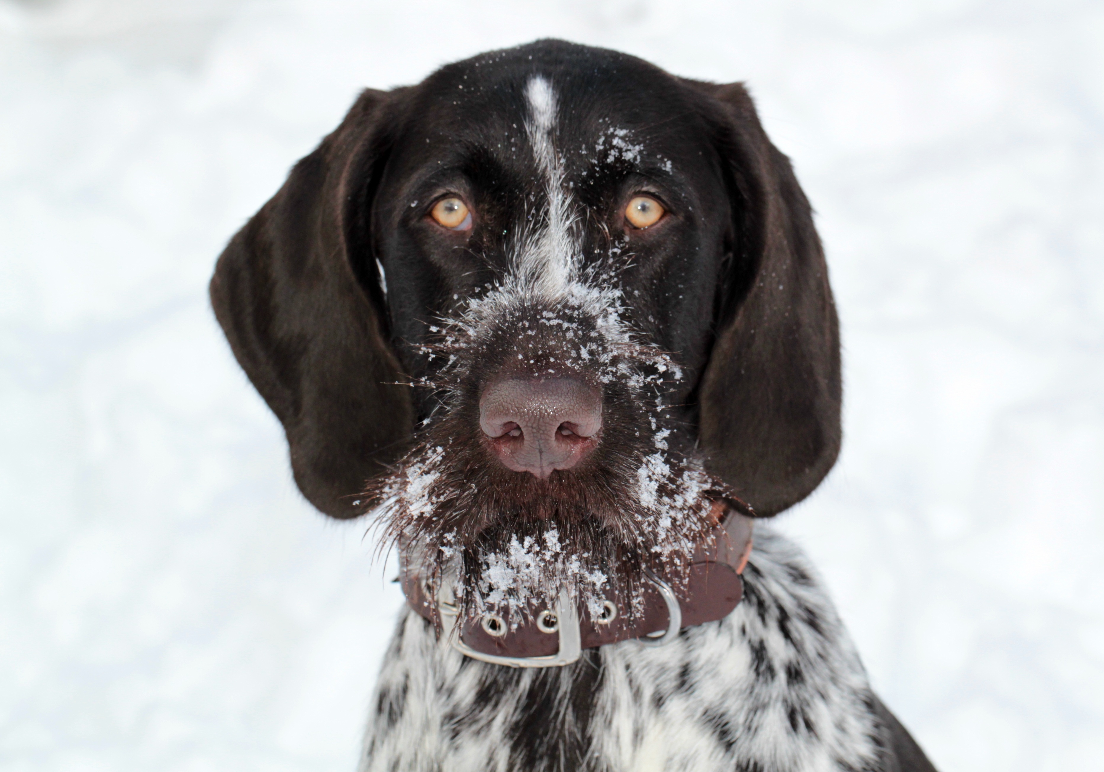 snowing, domestic animals, pets, frost, mammal, pet, snow, fur, winter, domestic, in the, black, nature, no people, wirehaired, animal themes, 2K, hunting dog, HD Wallpaper