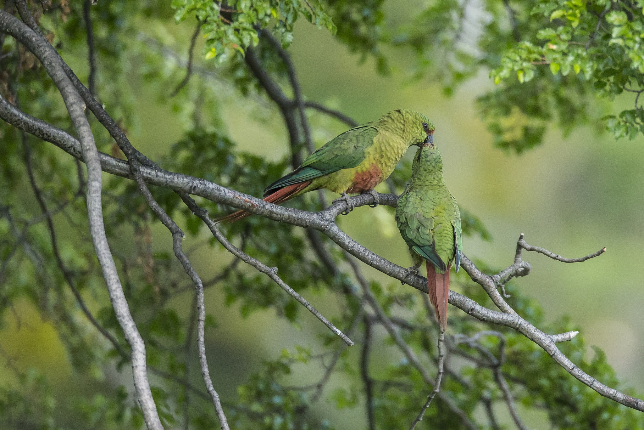 no people, trees, nature, tree, twig, plant, beauty in nature, outdoors, vertebrate, bird, rainbow lorikeet, animal themes, plants, one animal, perching, HD Wallpaper