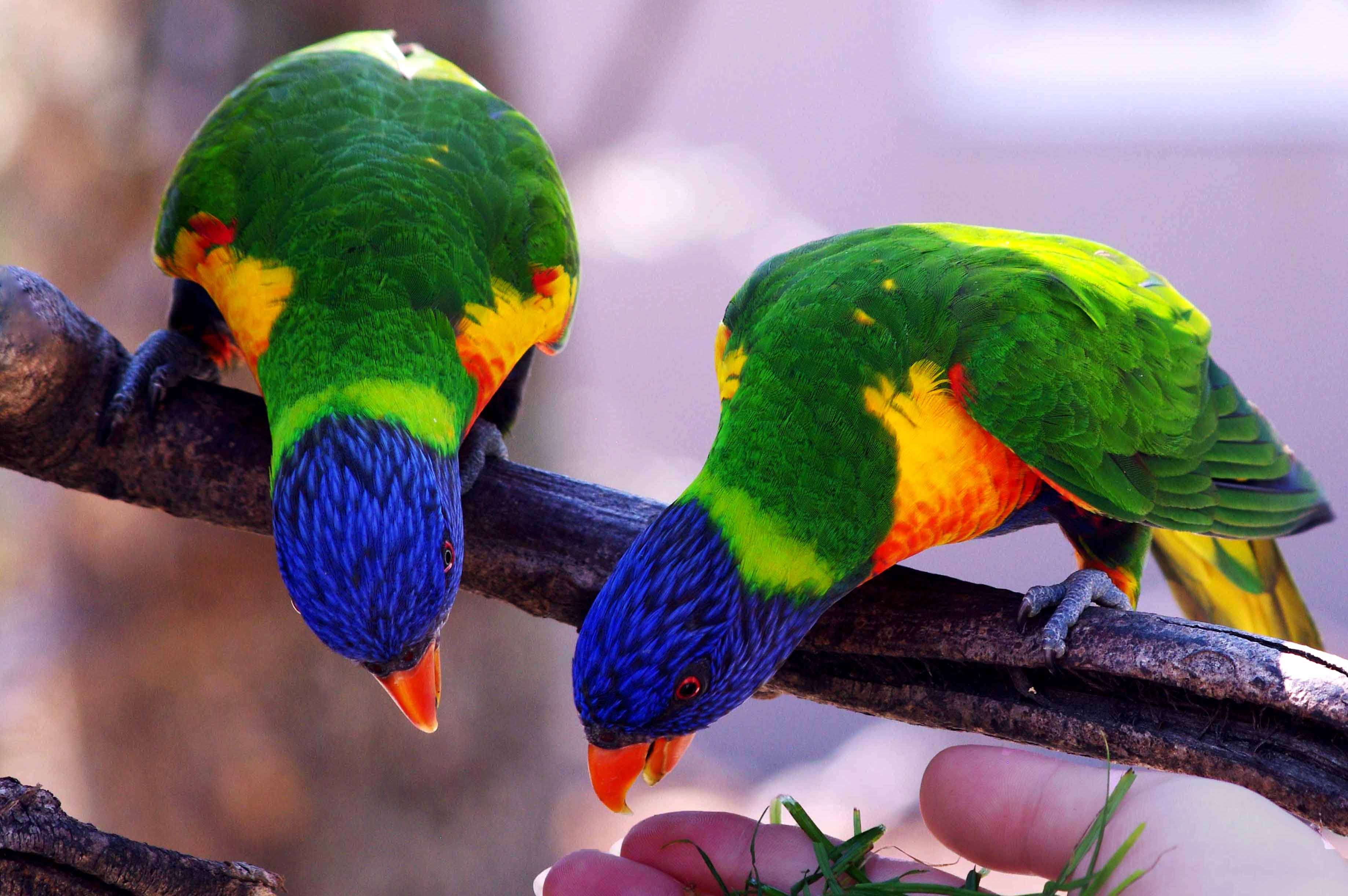 animal, group of animals, color, animal themes, villars dombes, branch, beauty in nature, perching, two animals, parrot, bird, no people, focus on foreground, HD Wallpaper