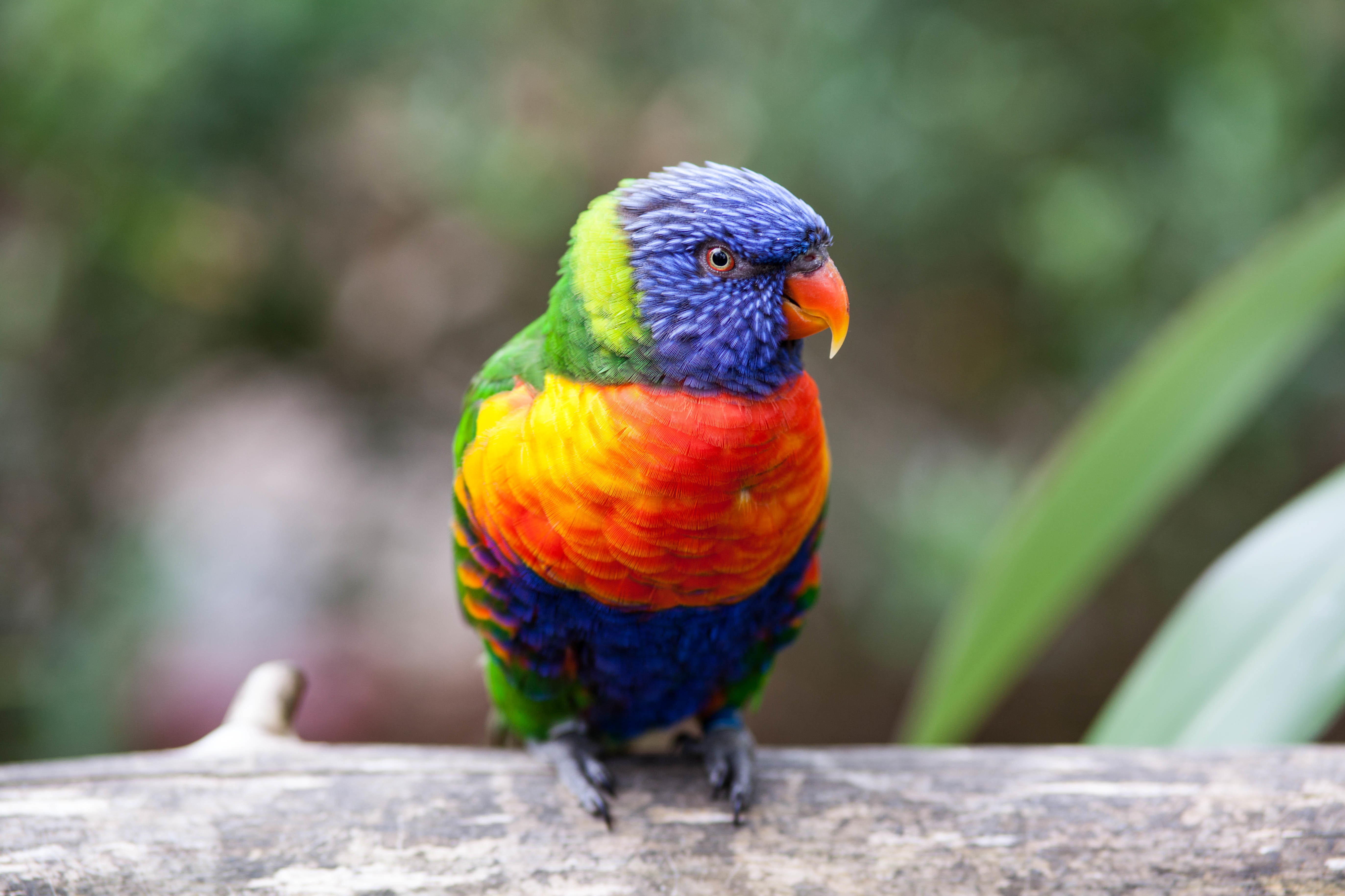 5K, 4K, Parrot, 5K, Rainbow Lorikeet, HD Wallpaper