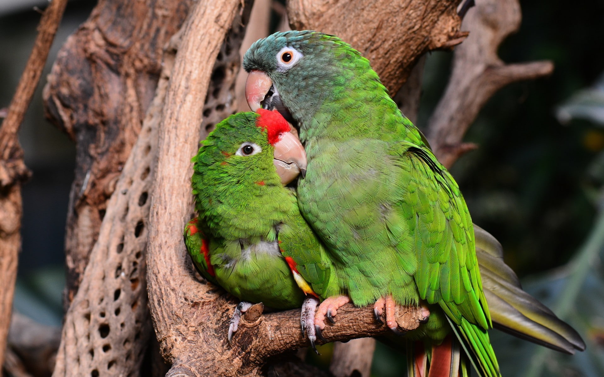 bird, green color, group of animals, branch, day, birds, rainbow lorikeet, parrot, perching, tree, parakeet, close-up, no people, animal themes, animal, HD Wallpaper