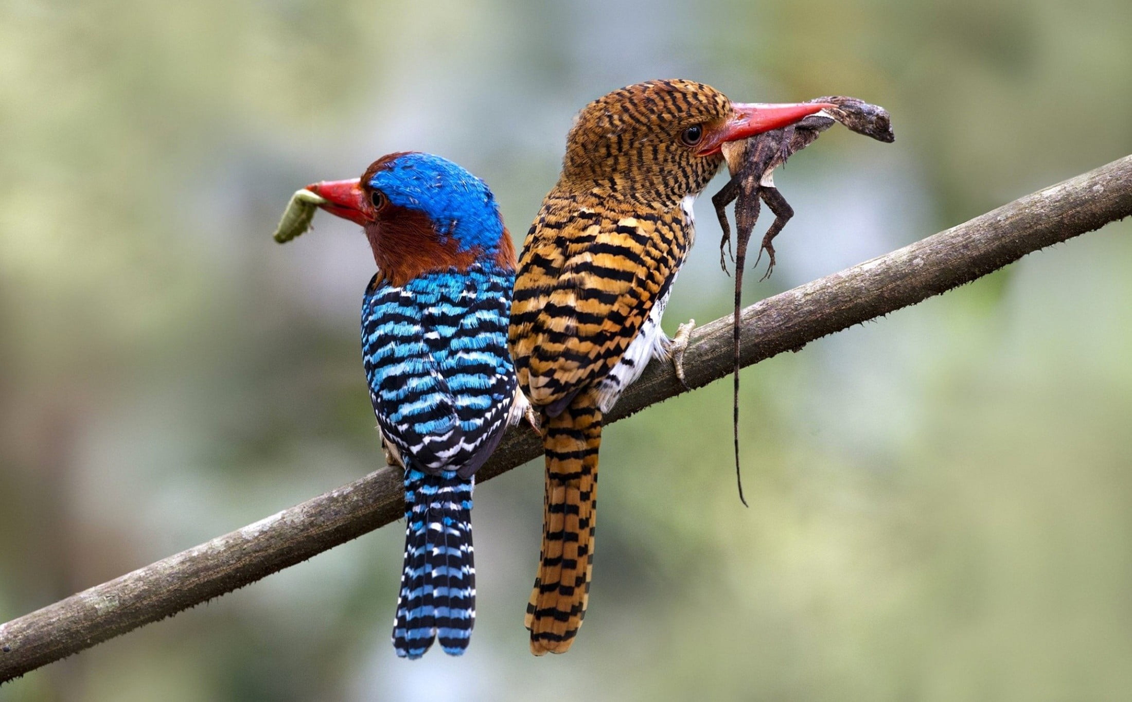 vertebrate, branch, tree, red, group of animals, 1080P, plant, animal themes, rainbow lorikeet, animal, perching, decor, day, animals in the wild, outdoors, HD Wallpaper