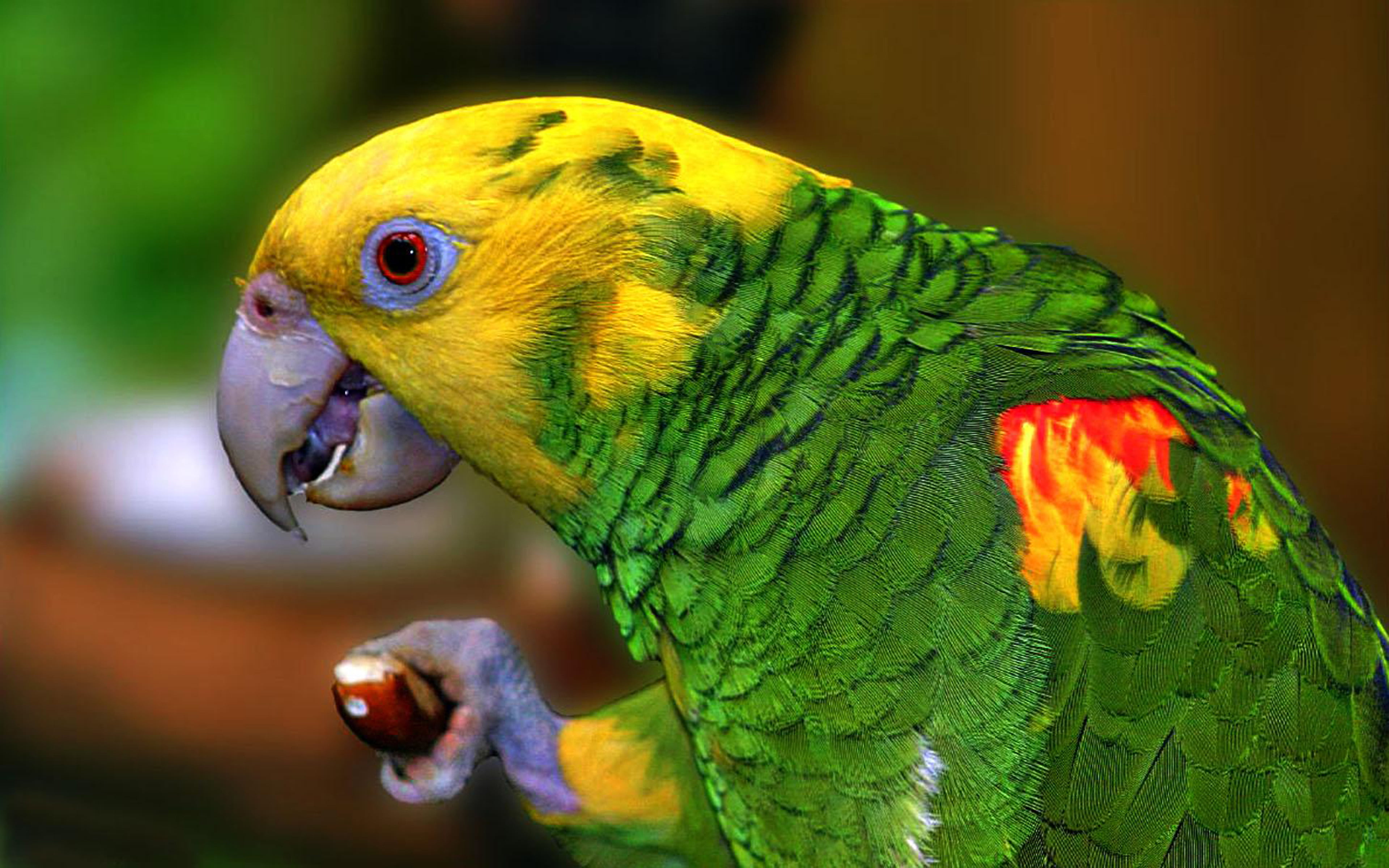hd, vertebrate, animal body part, pc, animal themes, yellow, animal wildlife, phone, focus on foreground, parrot, laptop, animal head, nature, green color, HD Wallpaper