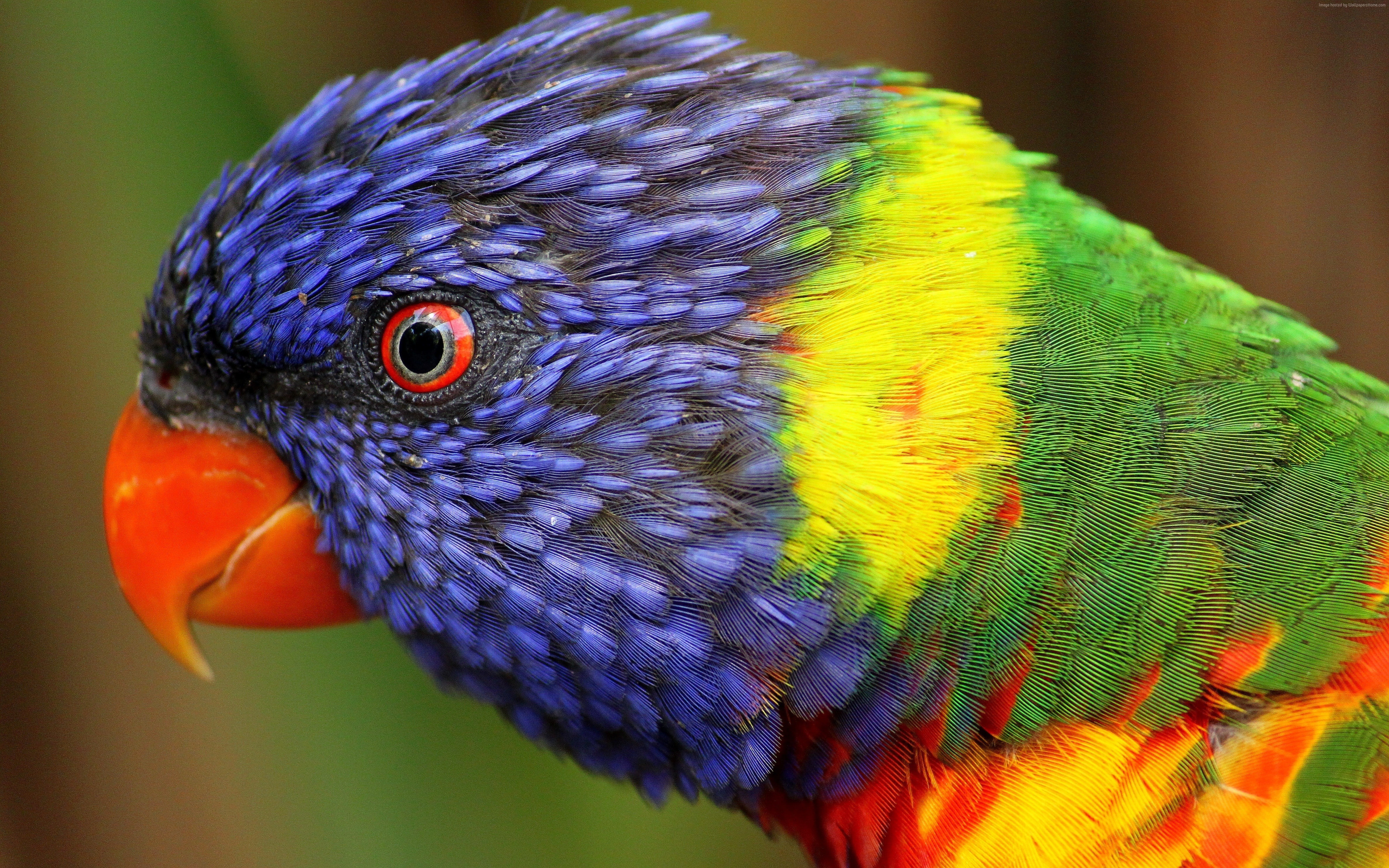 animal themes, beautiful, animal eye, rainbow lorikeet, exotic birds, animal, animal head, outdoors, close-up, rainbow parrot, 4K, day, animals in the wild, HD Wallpaper