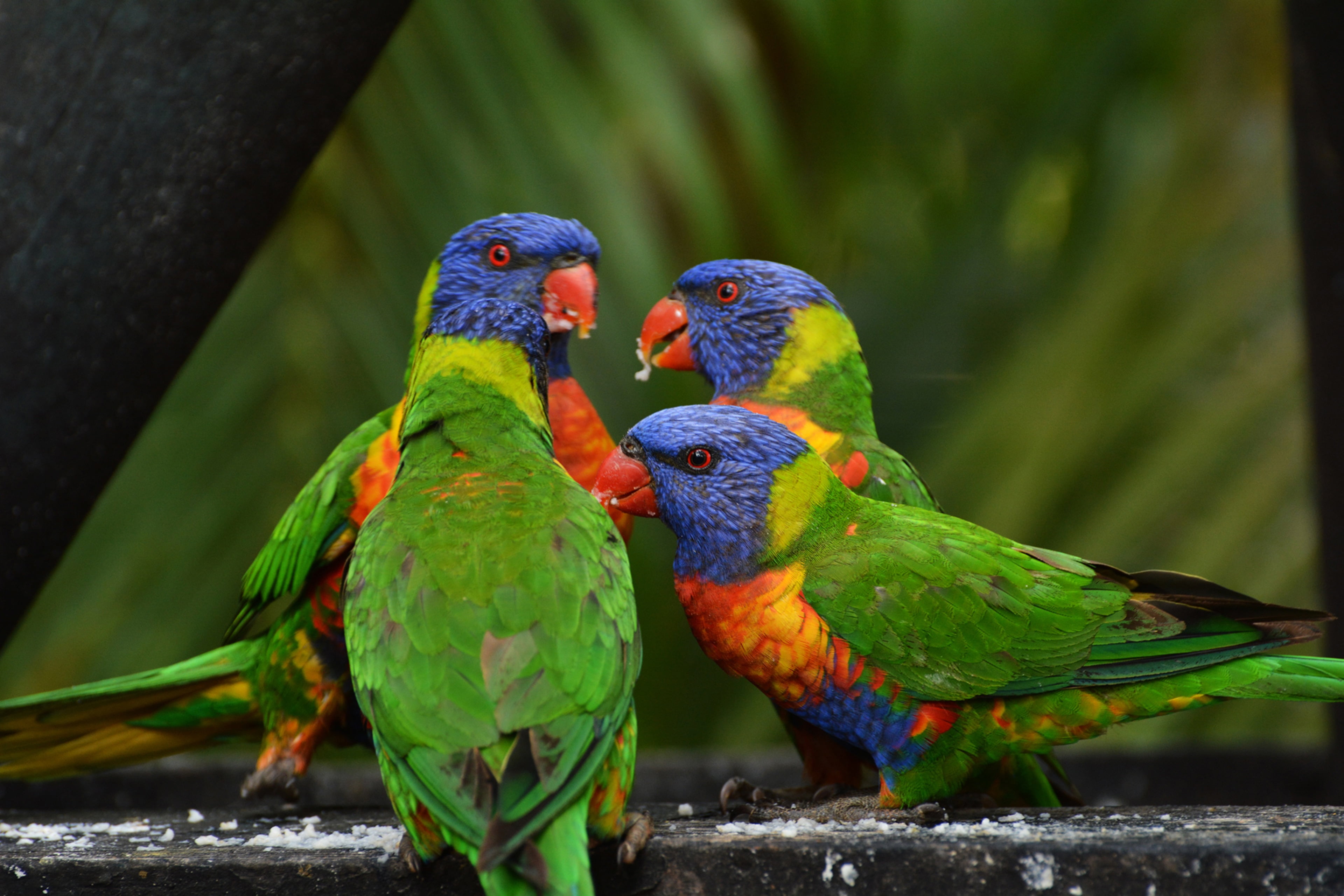 vibrant Color, animals In The Wild, nature, cute, wildlife, animal, parrots, group of animals, outdoors, colors, macaws, four, tree, blue, rainbow lorikeet, HD Wallpaper