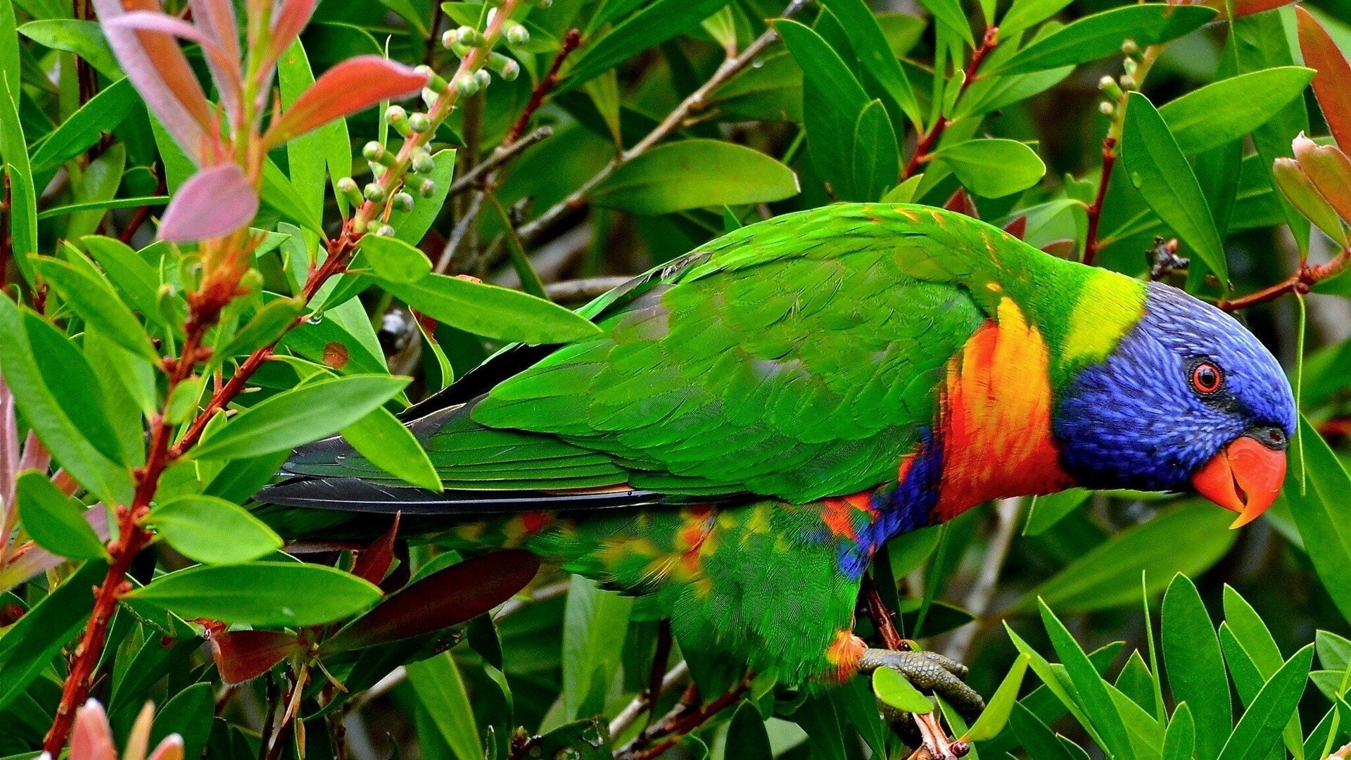 birds, multicolor, tropical, animals, lorikeet, parrots, rainbow, 1080P, HD Wallpaper