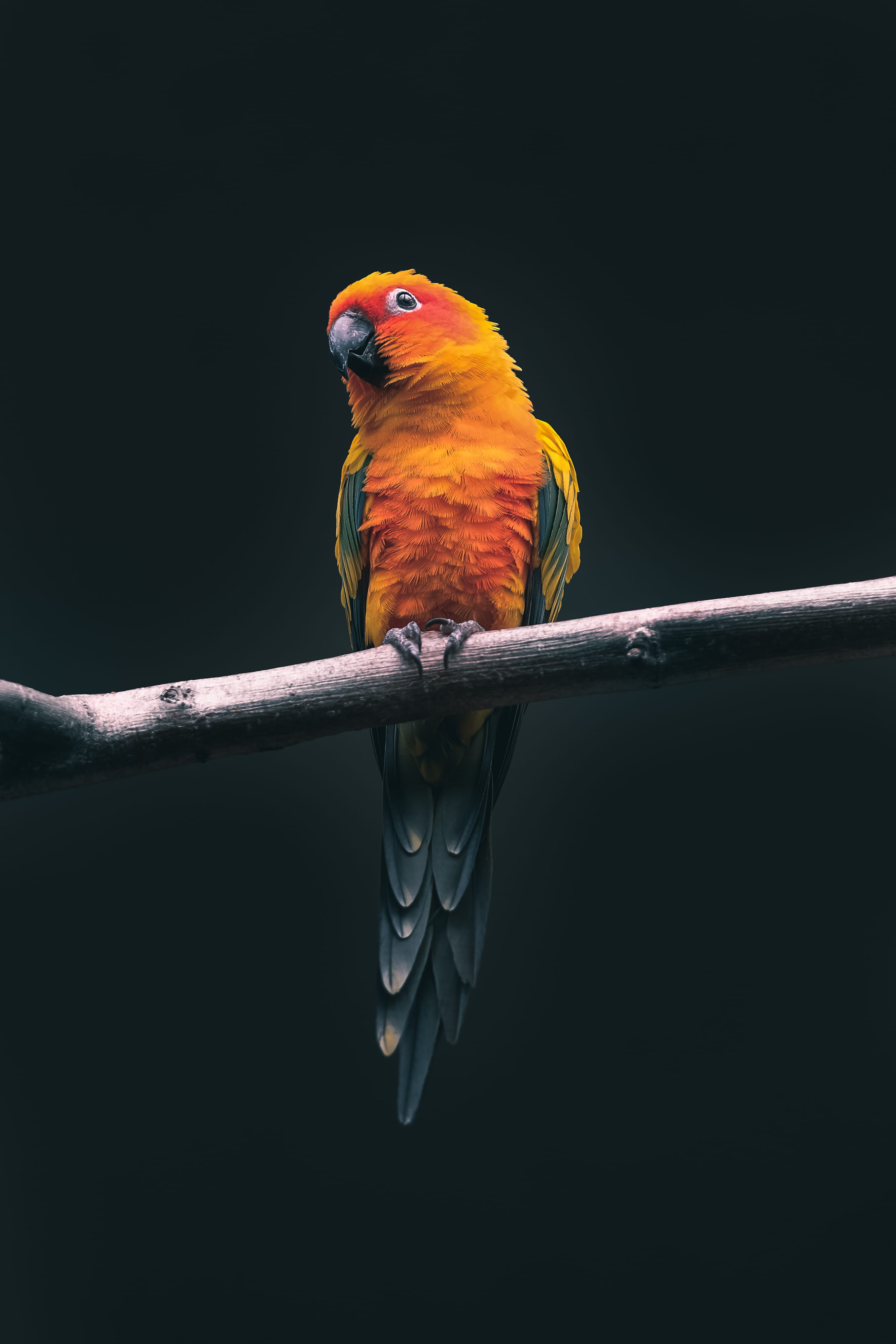rainbow lorikeet, parrot, black background, vertebrate, nature, bird, one animal, macaw, outdoors, day, full length, multi colored, perching, animal wildlife, Phone HD Wallpaper