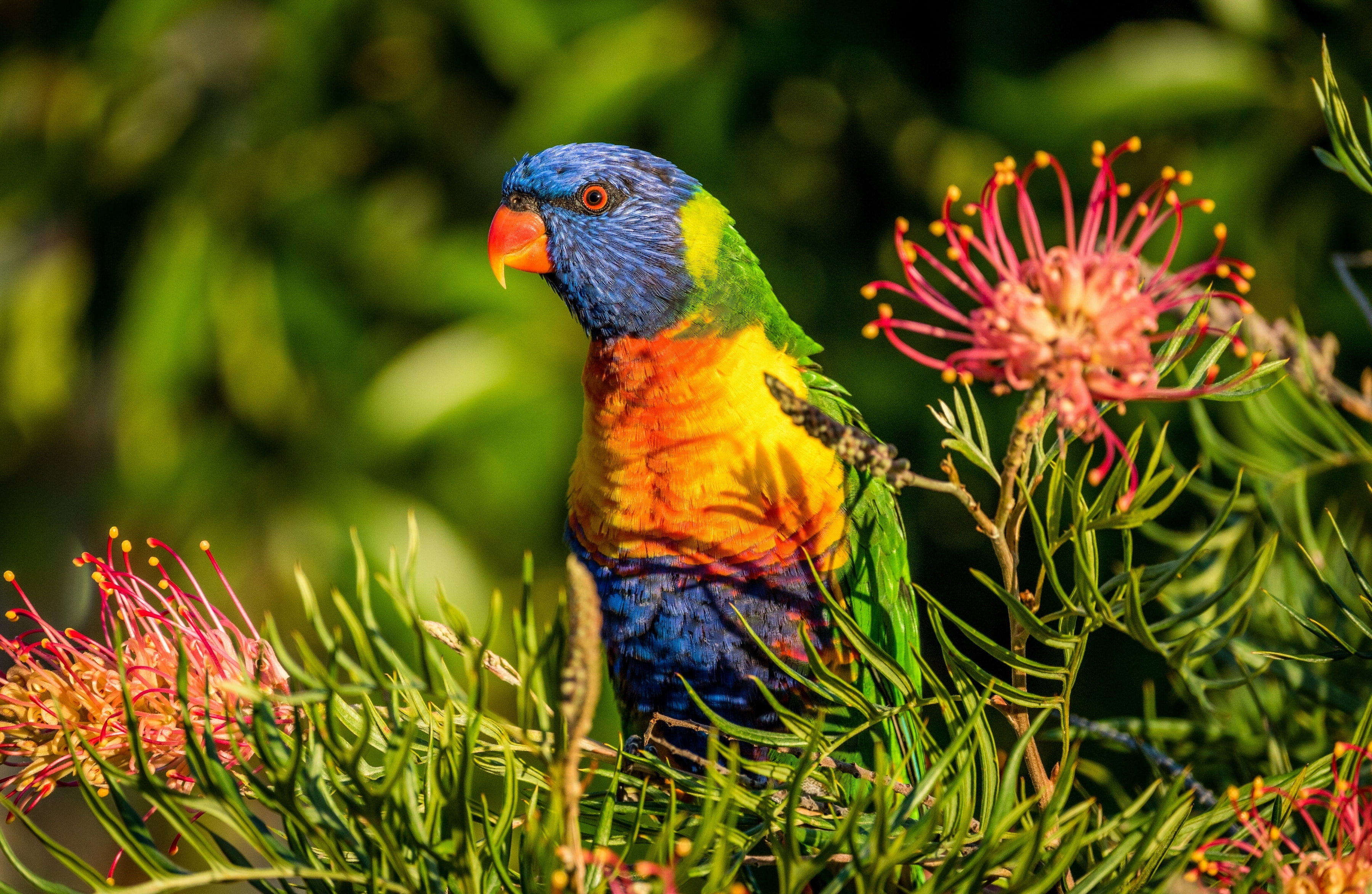 bird, rainbow lorikeet, Multicolor lorikeet, Grevillea, flowers, 2K, parrot, HD Wallpaper
