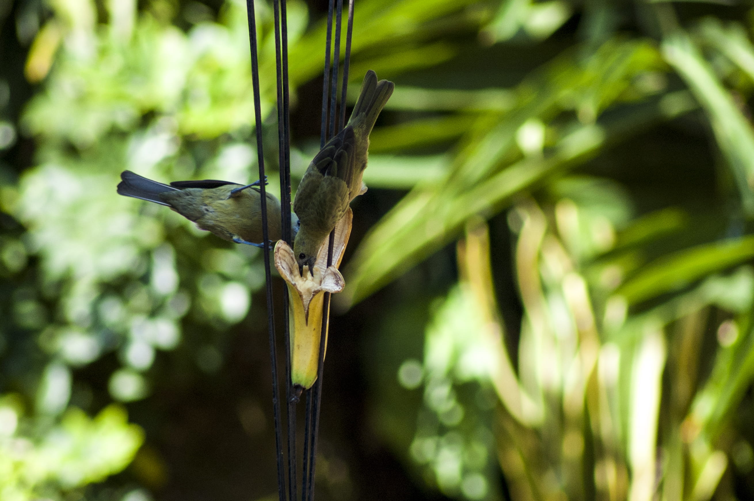 spread wings, 2K, tangara, animal, close-up, animal wildlife, plant, food, green, birdwatching, green color, banana, day, brazil, animals in the wild, HD Wallpaper