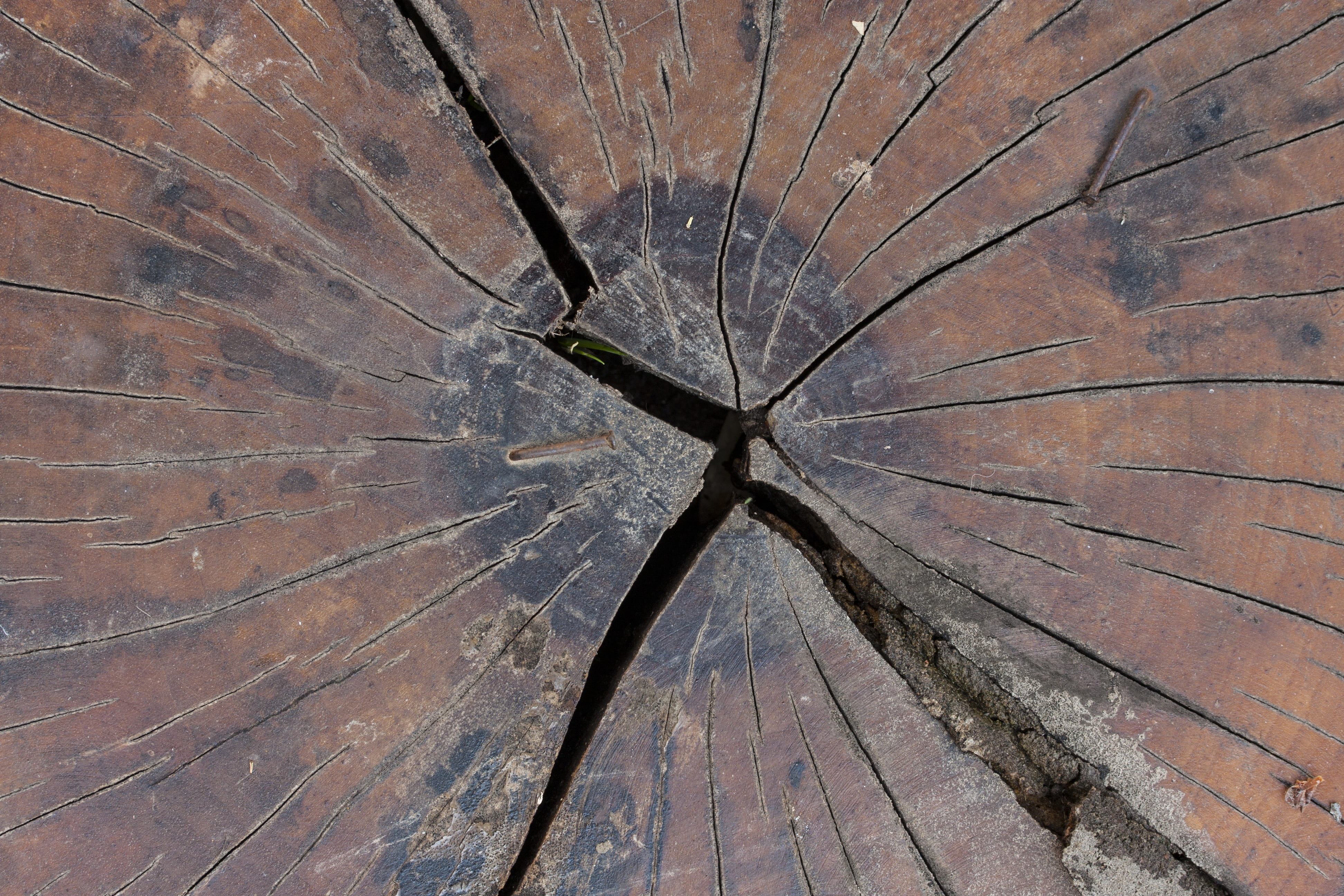 weathered, cracked, no people, 4K, pattern, breaking, leaves, texture, tree stump, detail shots, window, tree ring, broken, abstract, nature, shell, outdoors, HD Wallpaper