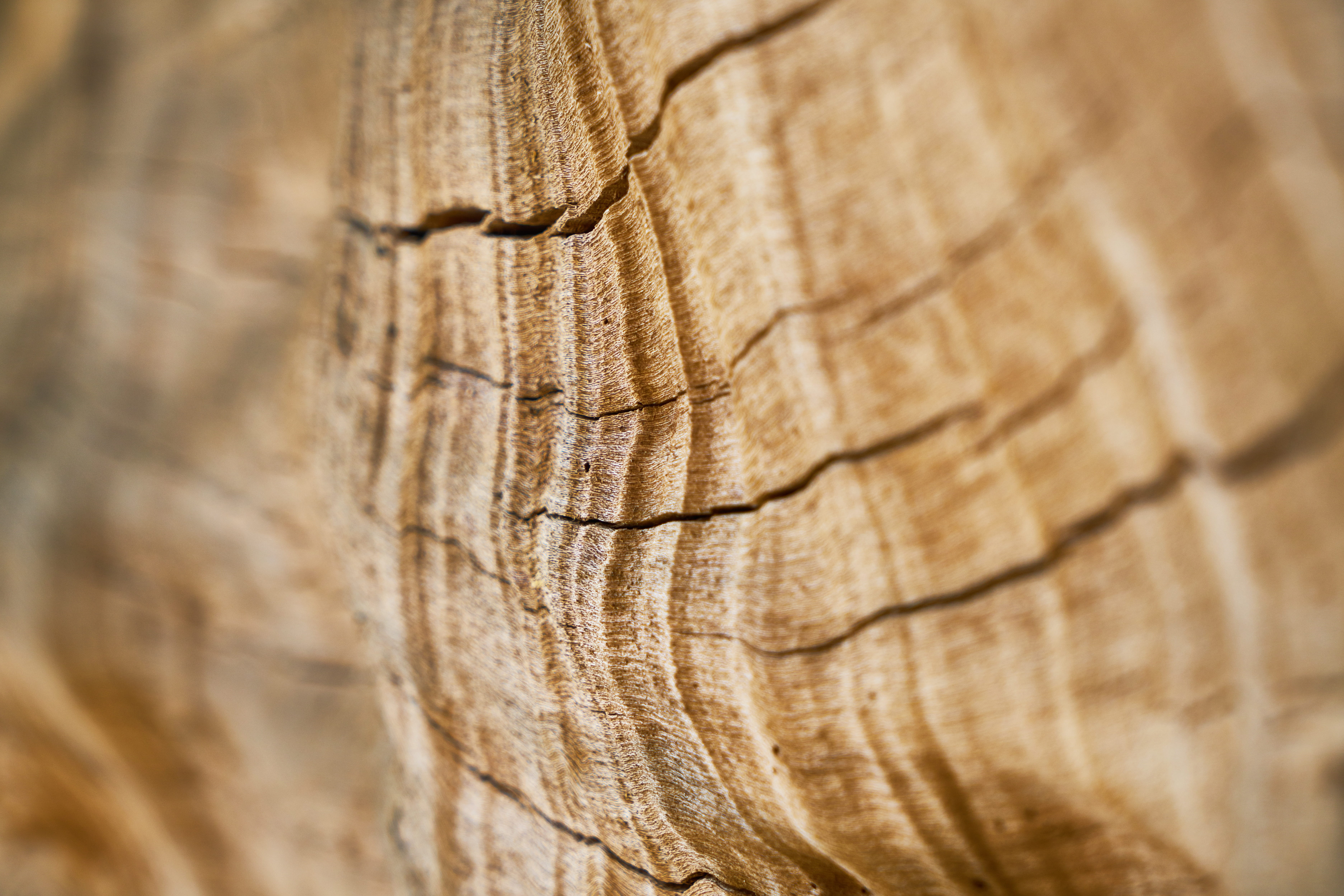 outdoors, abstract, wood - material, no people, plant, texture, day, macro, tree, extreme close-up, wall, surface, material, tree ring, textured, 5K, old, HD Wallpaper