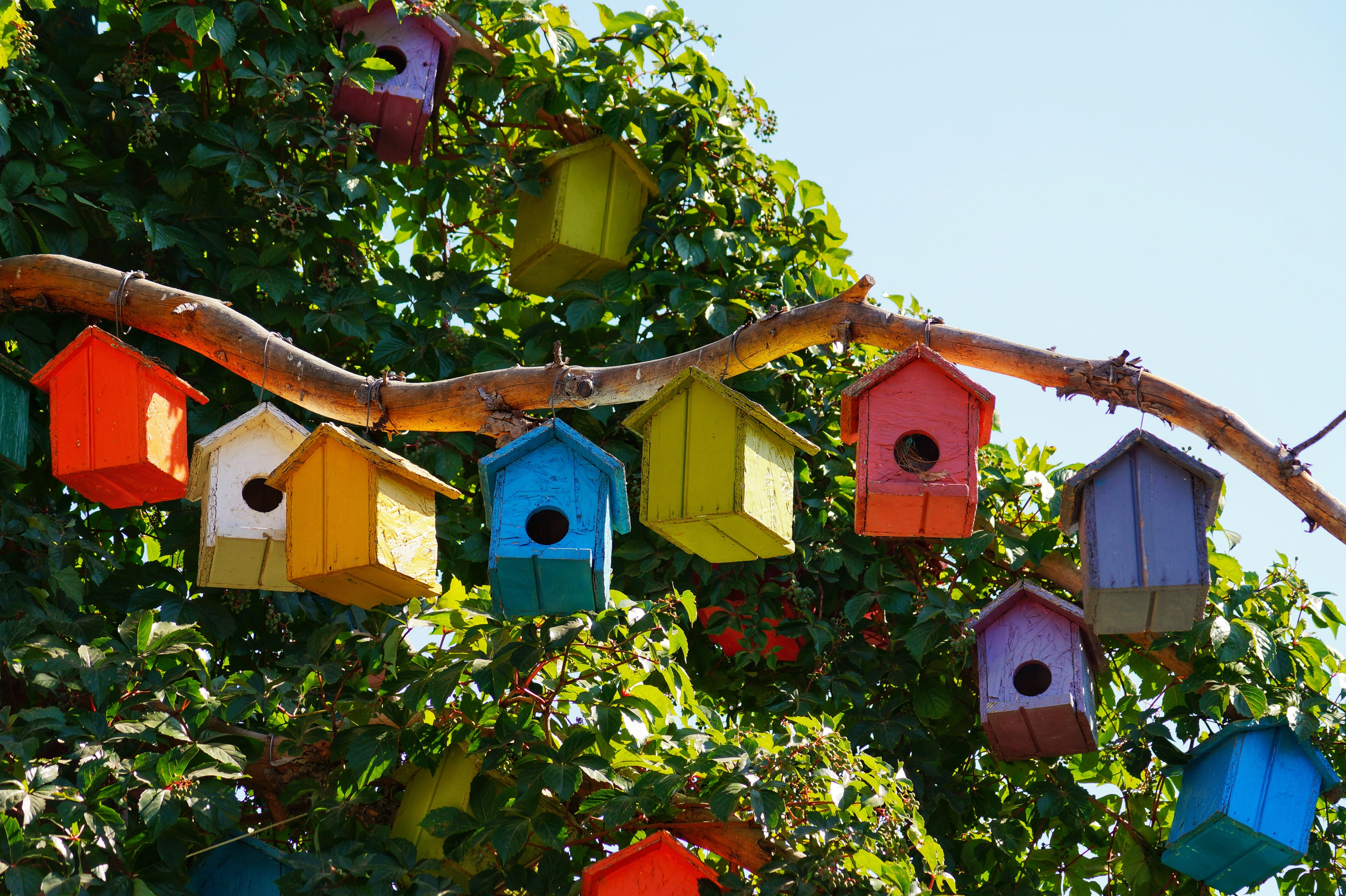 day, sky, building exterior, green, 5K, wood-fibre boards, color, outdoors, yellow, low angle view, birdhouse, branch, building, tree, leaf, religion, HD Wallpaper