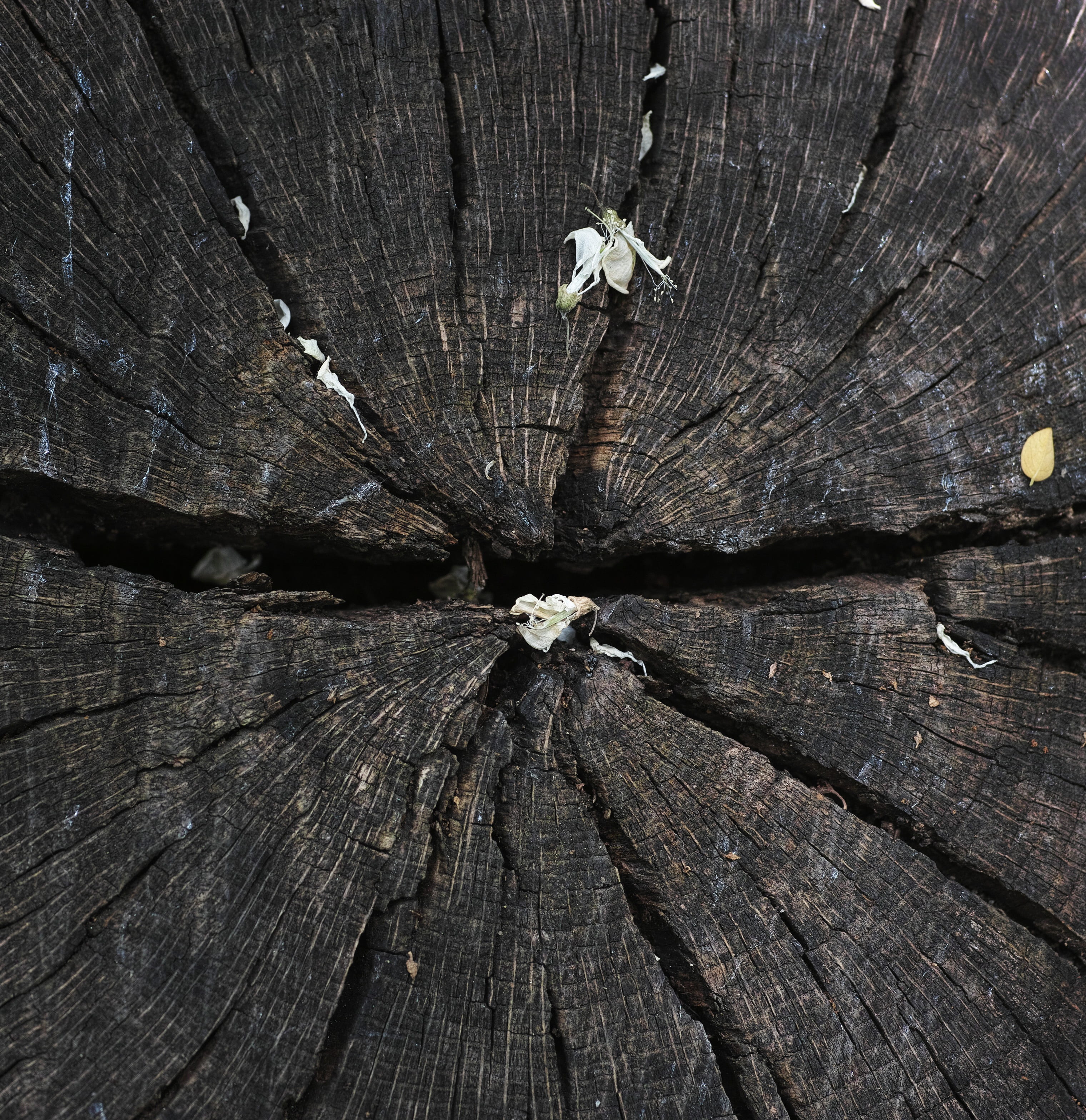 rough, abstract, nobody, nature, outdoors, pattern, natural pattern, wood tissue, timber, background, colors, close-up, brown, macro, day, no people, wood - material, Phone HD Wallpaper