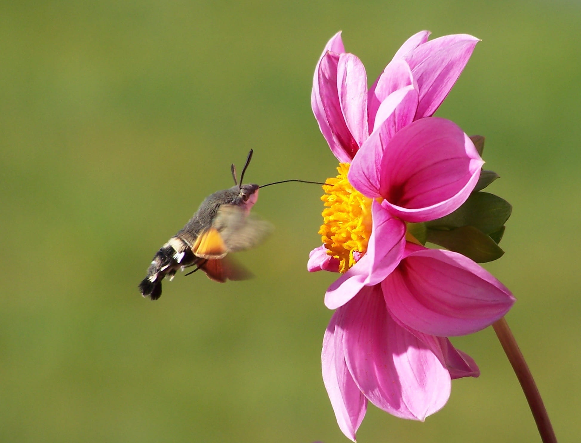 vulnerability, one animal, petaled, proboscis, plant, summer, food intake, black, hummingbird hawk moth, close-up, animal Wing, moth, closeup, nature, 1080P, HD Wallpaper