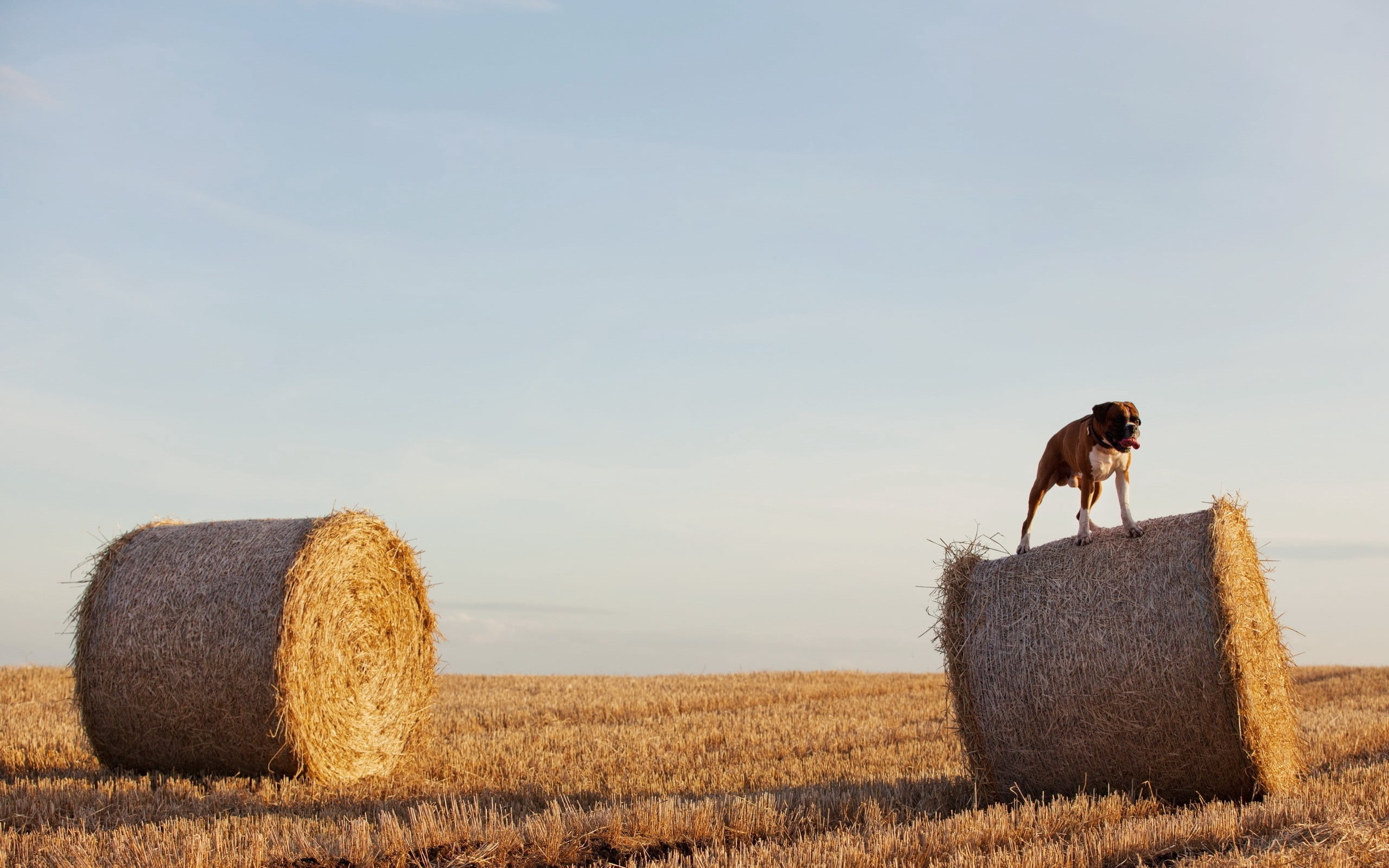 meadow, two, straw, tranquility, horizon Over Land, dry, 2K, bulldog, agriculture, rolled Up, blue, wheat, plant, scenics, gold Colored, people, farm, HD Wallpaper